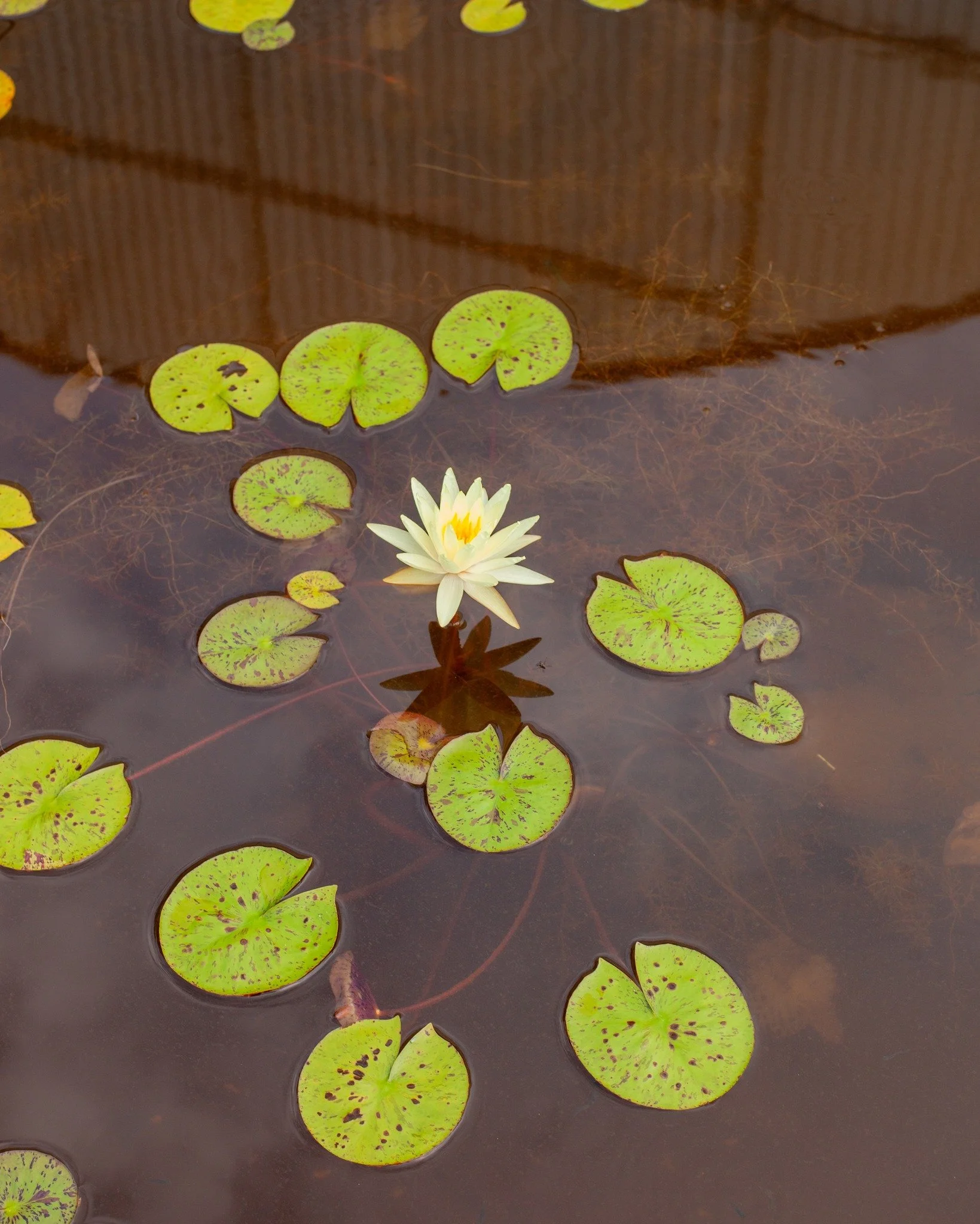 Water Lillies 🪷