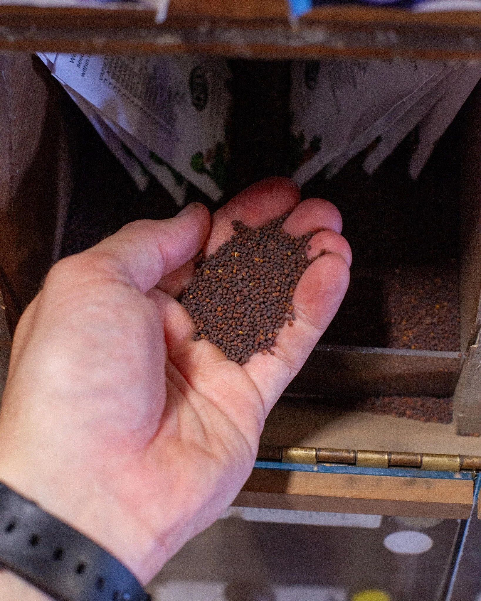 Fall is coming! Don't forget to get your Mustard and Turnip seeds!