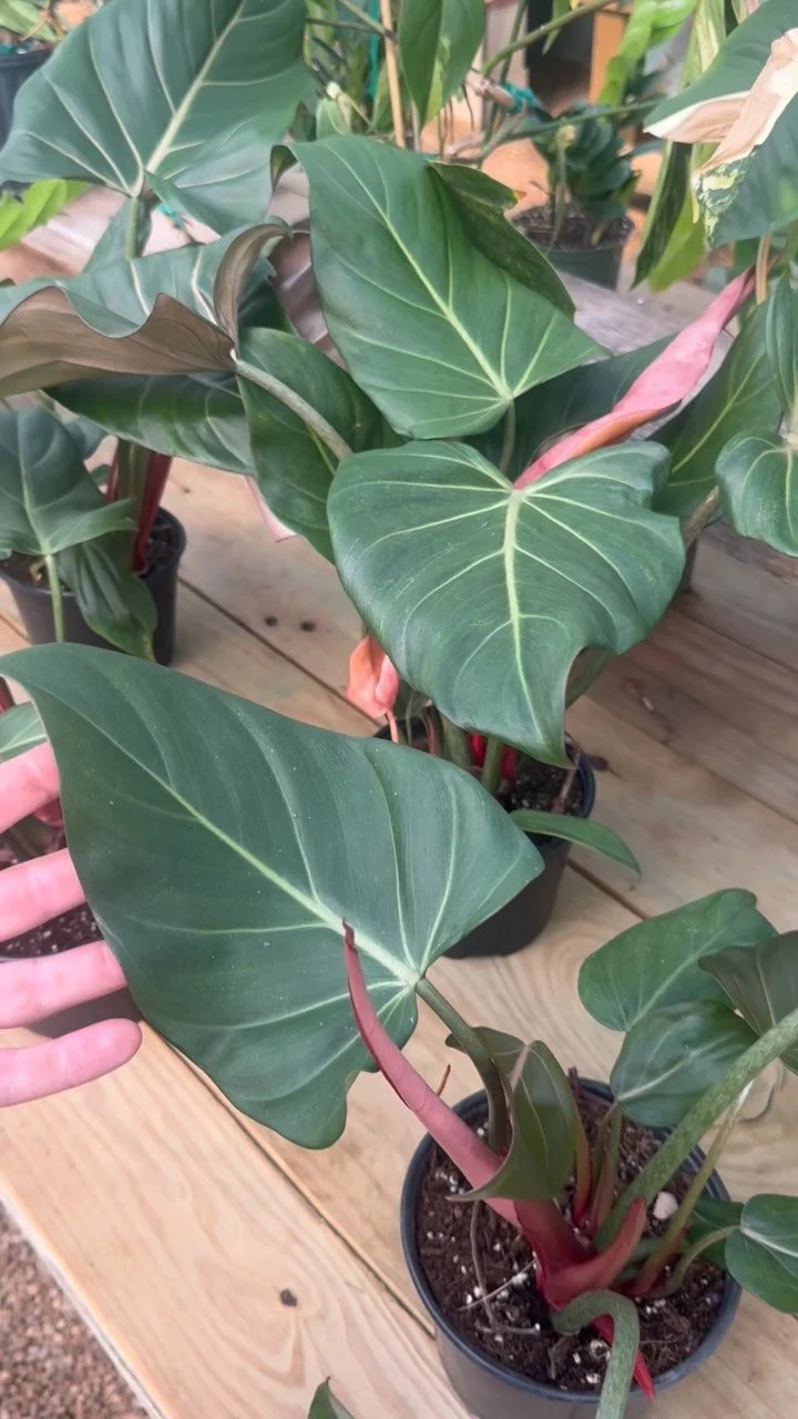 Houseplants arrived! Come shop with us and see what's new! We love a full greenhouse 🪴
#houseplants #houseplantclub #tupelo #tupeloms #supportsmallbusiness