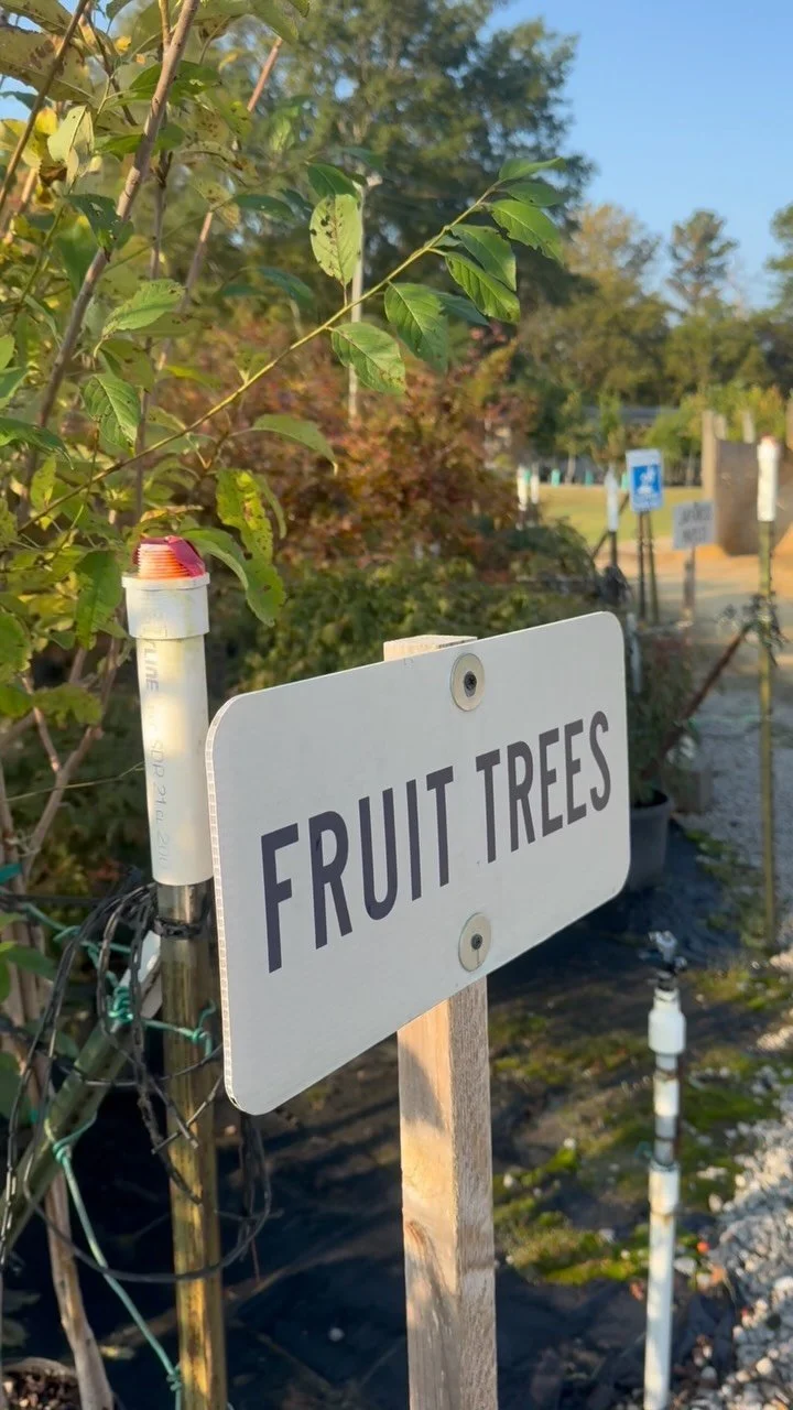 Our Fall 2025 fruit tree shipment is here! Apples, Pears, Peaches, Plums, and more! Fall is the best time to plant them!
#fruittrees #supportlocal #tupeloms