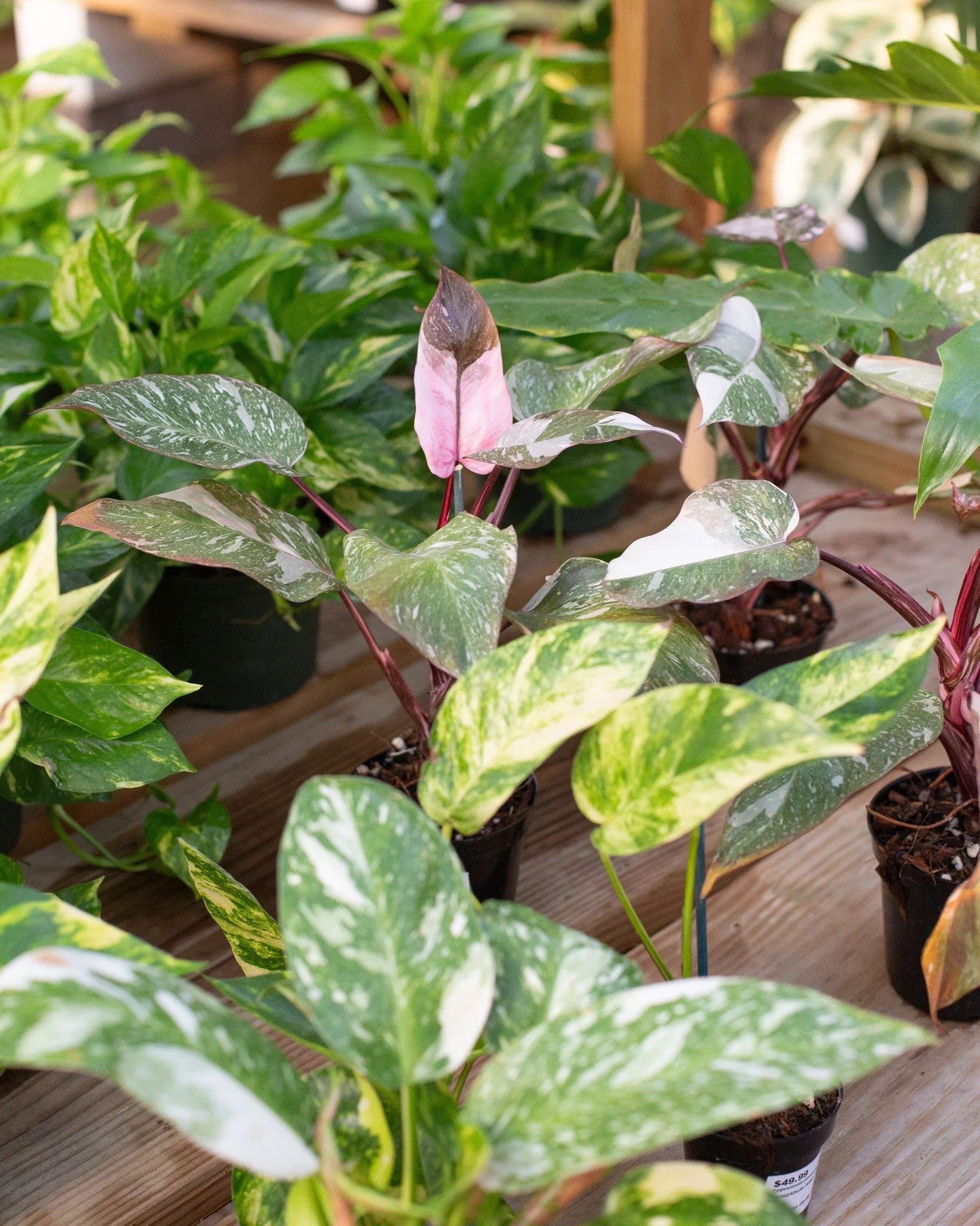 The new houseplants are looking happy!
1. 'Pink Princess Galaxy' Philodendron and others
2. Peace Lily
3. 'Rattlesnake' Calathea
4. Philodendron 'Summer Glory'
5. Caladium 'Hilo Beauty'
6. A GREAT assortment of Peperomias!
7. Alocasia cuprea
