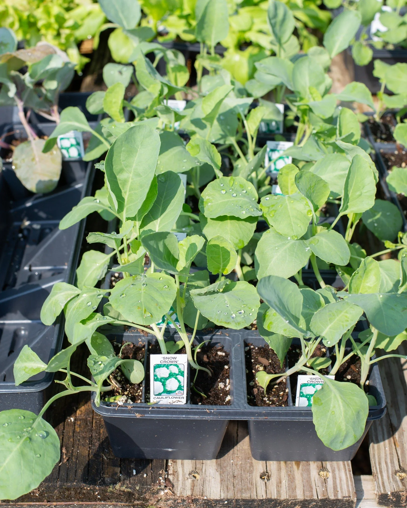 More fall veggies are HERE!