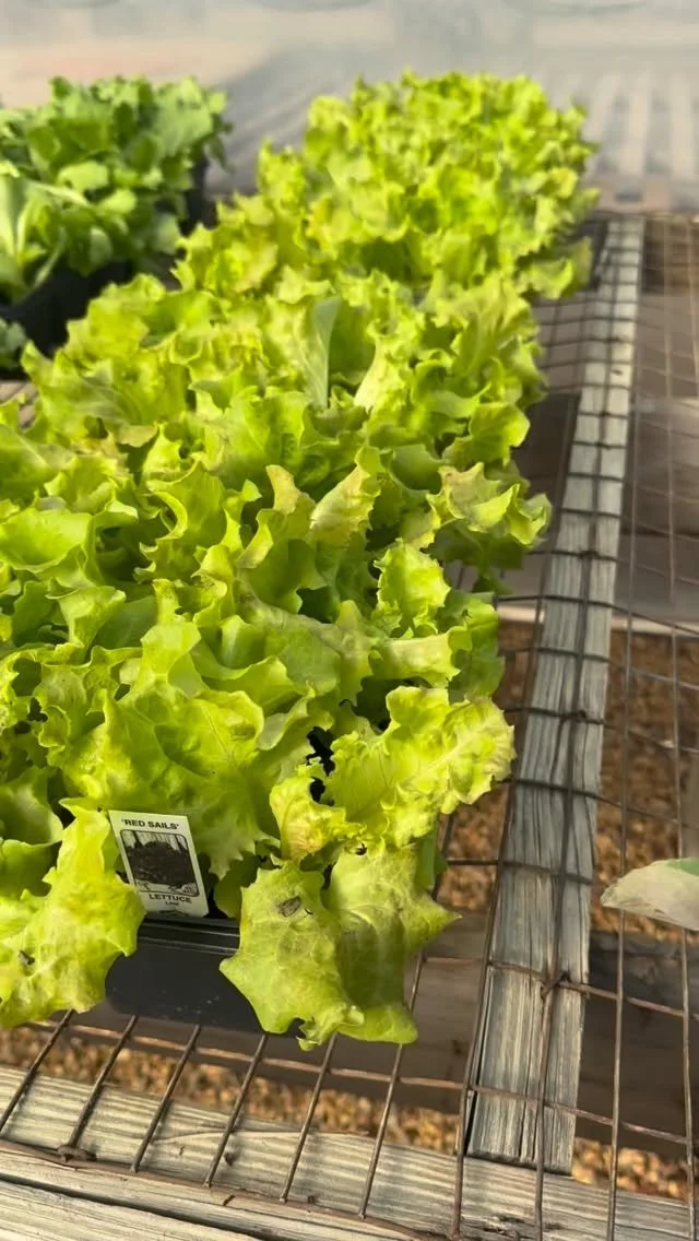 More veggies! If you get them planted quick and protect them from the first frost, you'll have plenty of time to enjoy some home grown produce!