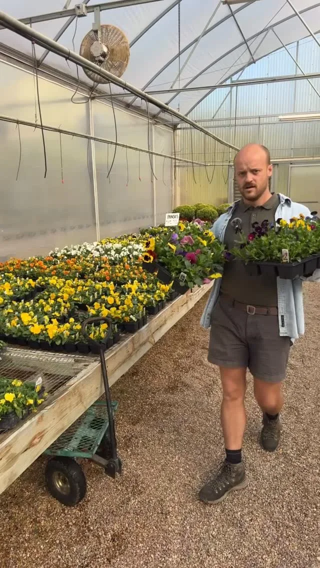 Our favorite annual is back in action! Don't miss the best pansy/viola planting window - mid October!