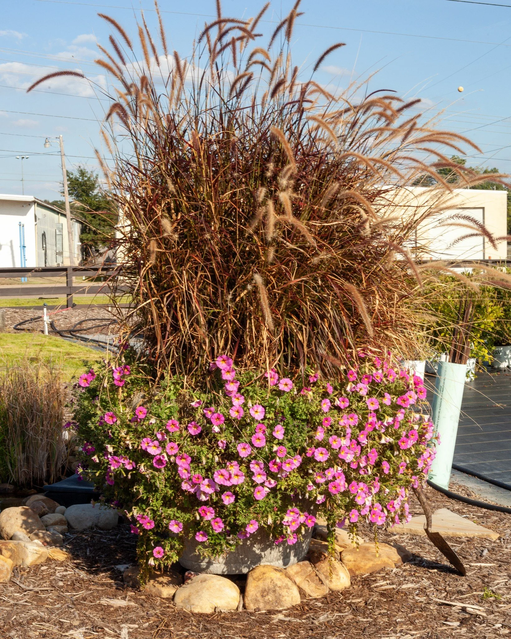 Here's a memo for next spring! Try SuperCal Petunia! They're an improved Petunia that's actually a hybrid of Petunias and Calibrachoa (Million Bells). Look how awesome they look in our pot out front with a Purple Fountain Grass - even late into Octob