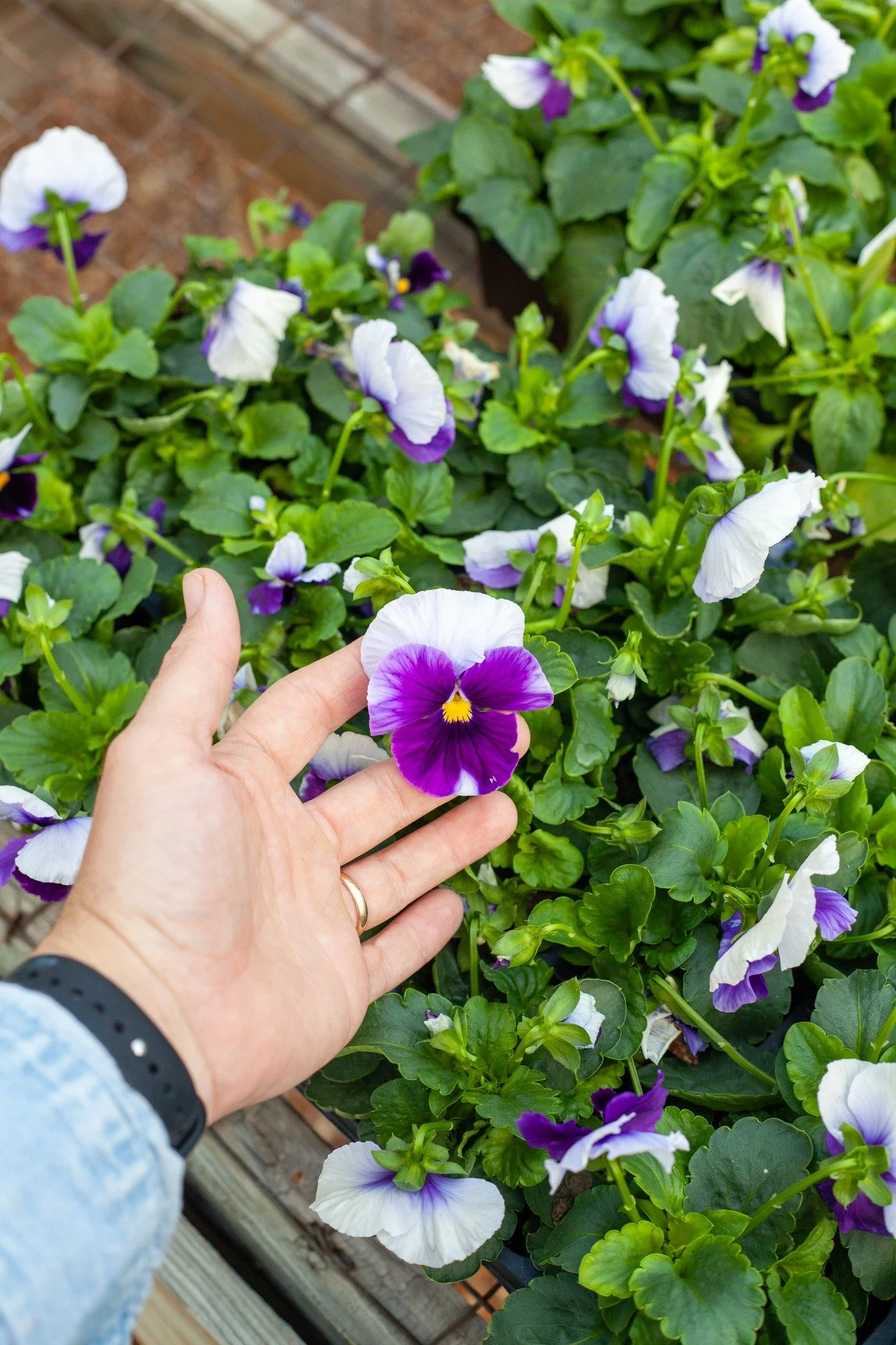 The Pansies and Violas are loving these cool nights!