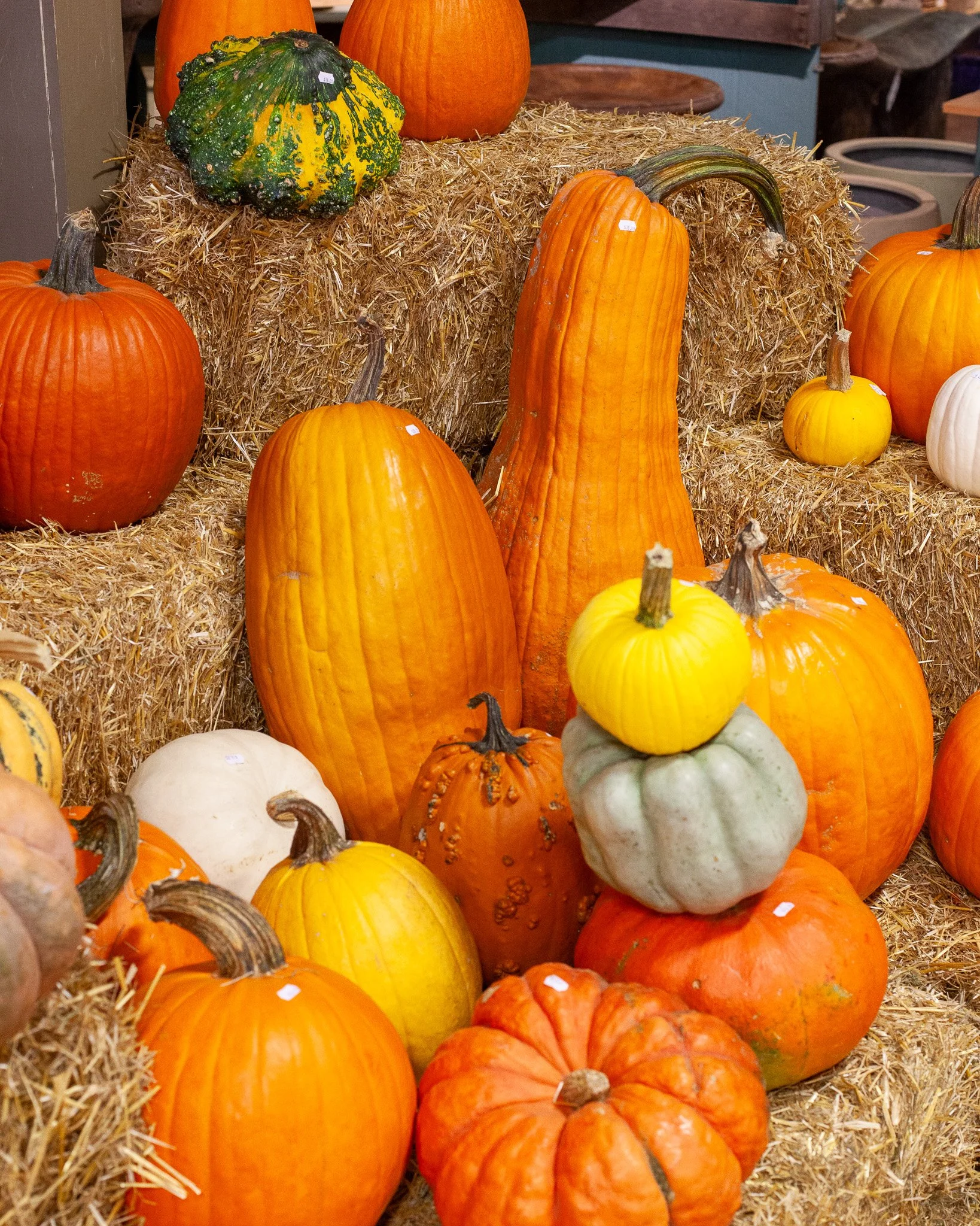 It's still not too late to grab some pumpkins. We have the best and biggest carving pumpkins in town!