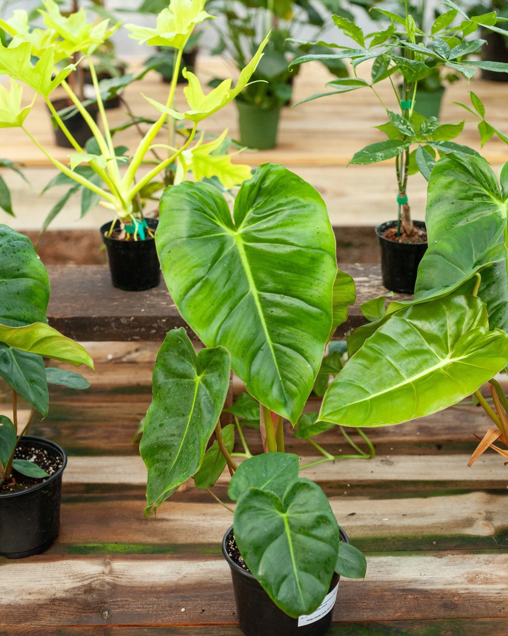 Houseplant haven!
1. Philodendron billieatiae x pastazanum 'billienum'
2. Philodendron 'Pink Princess Galaxy'
3. Ficus aspera variegated
4. Dracaena cordoba variegated (syn. Sansevieria)
5. Neon Pothos and Philodendron 'Micans'
6. Aglaonema 'Sparkl