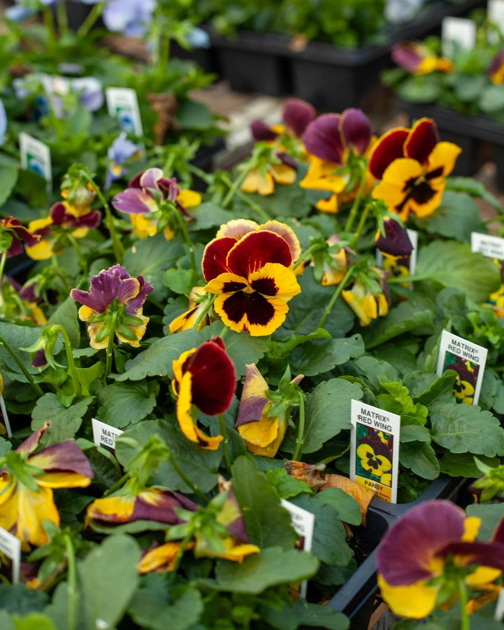 Look! The Pansies and Violas have happy faces! Plus mums, snapdragons, ornamental mustard, kale, and more!