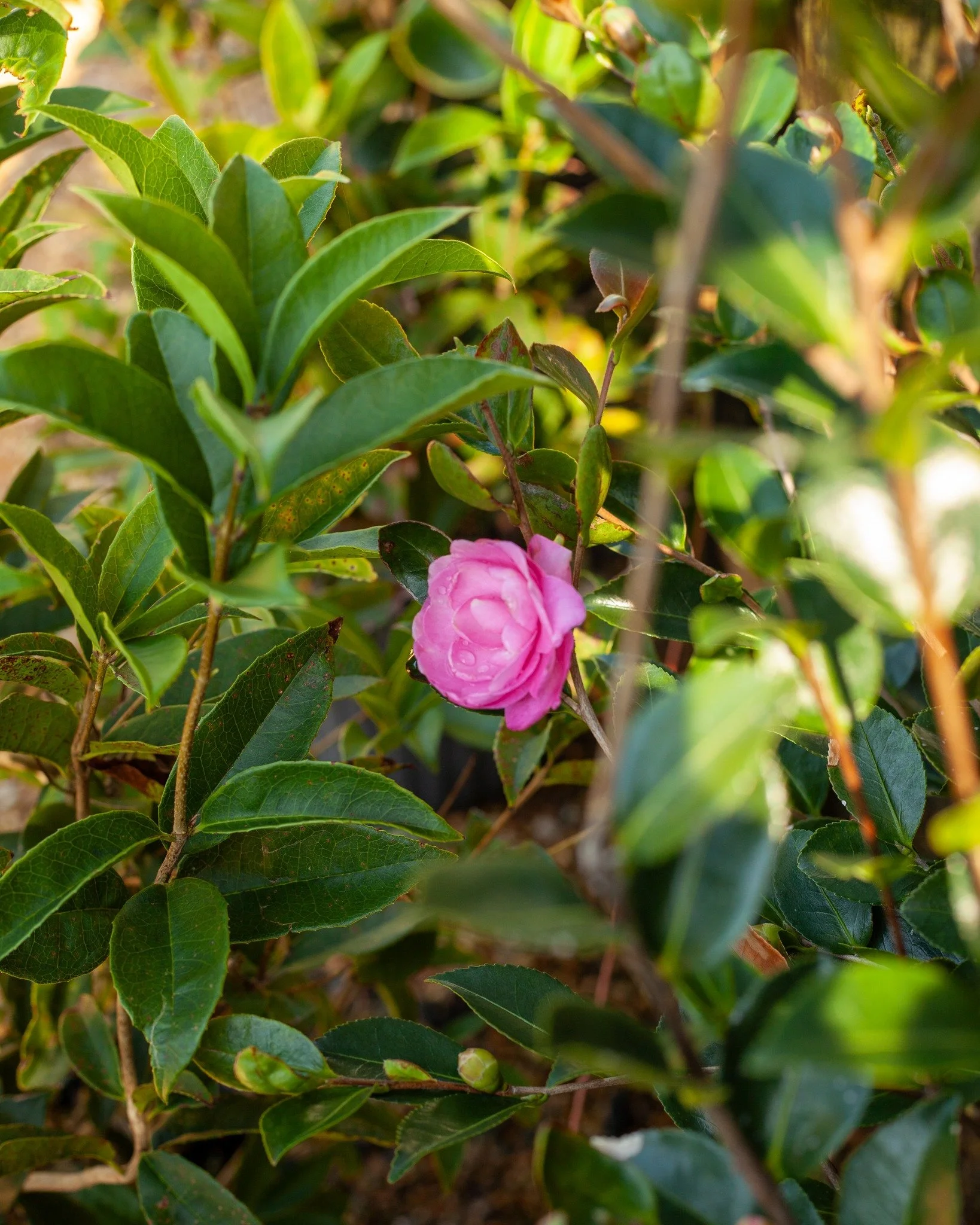 It's finally Camellia sasanqua blooming season!
1. 'Professor Sargent'
2. October Magic 'Orchid'
3. 'Bonanza'
4. 'Bonanza'