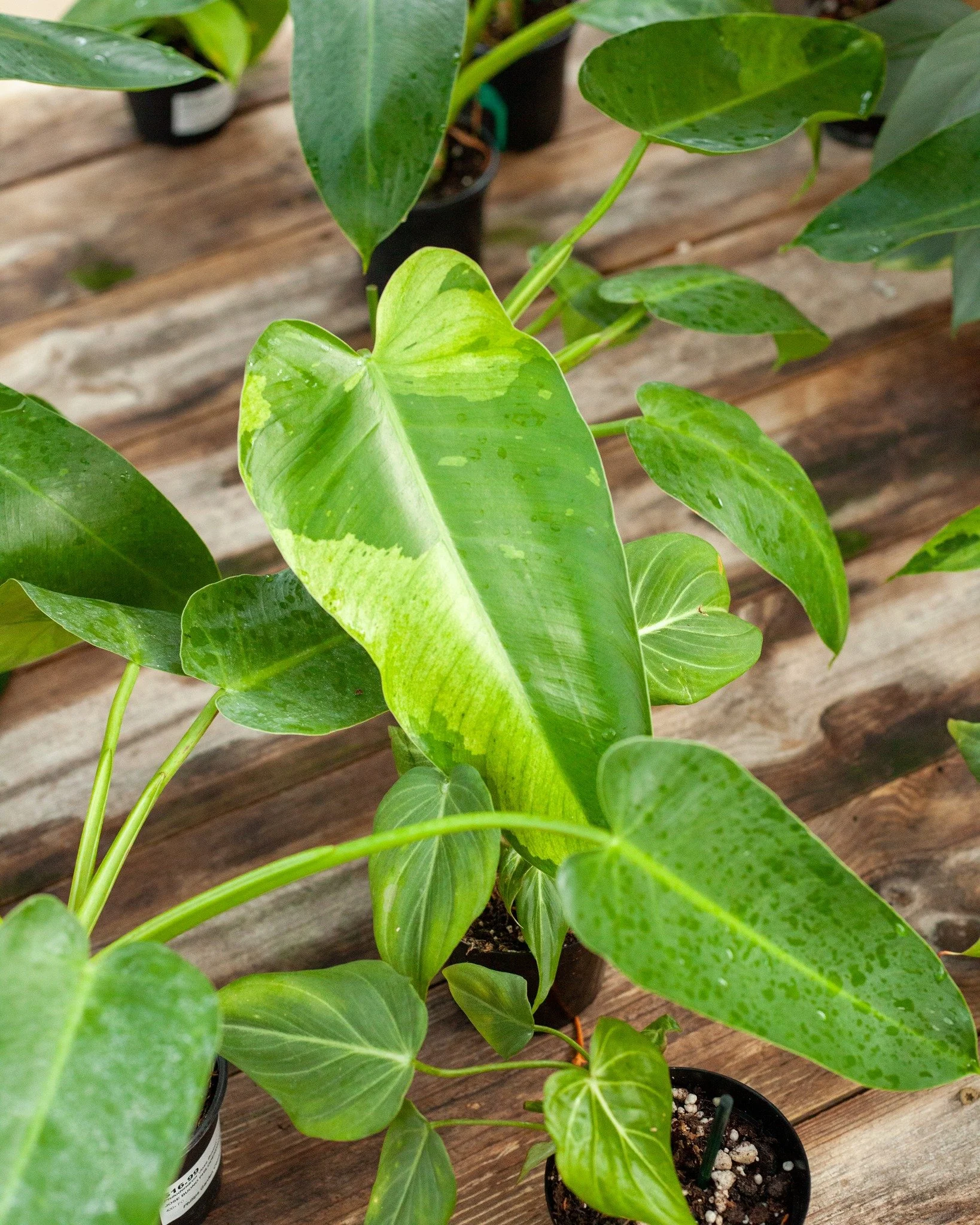 1. Philodendron 'Jose Buono'
2. Monstera 'Lemon Lime'
3. Alocasia cuprea
4. Rabbit's Foot Fern
5. Happy House!