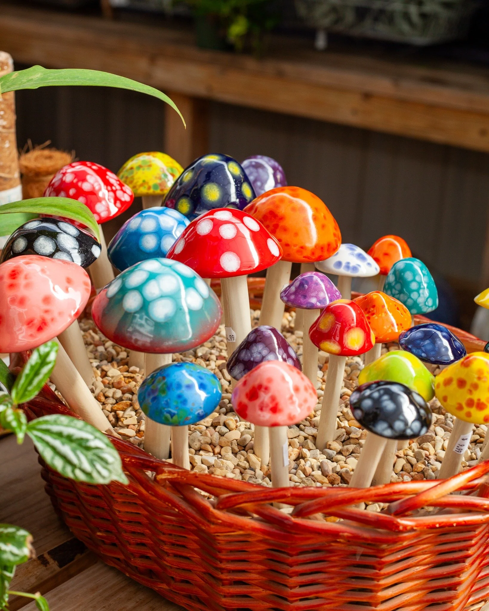To go with Ghostyz, we now have the Shroomyz for your gardens, houseplants, and terrariums! There's nothing like a little pop of color in the garden or in your pots! Plus, they're frost tolerant - no need to bring them inside in the winter!