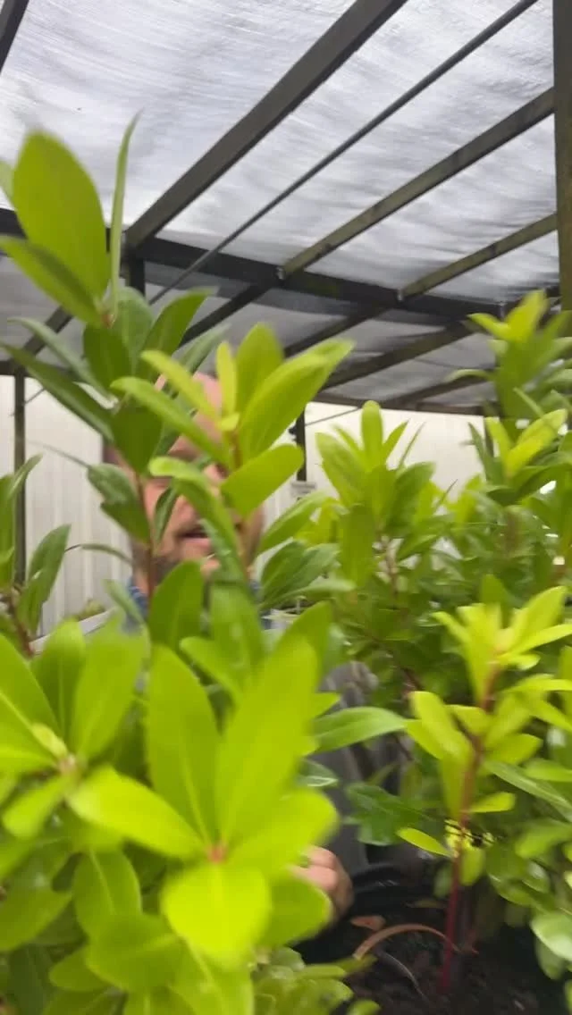 Fall is for planting, everyone! Come see us Saturday, November 1st starting at 7:30am for our annual Fabulous Fall Sale! 
ALL trees, shrubs, ground-cover, and perennials will be 40% off and a many other "orange dot" crazy low priced plants