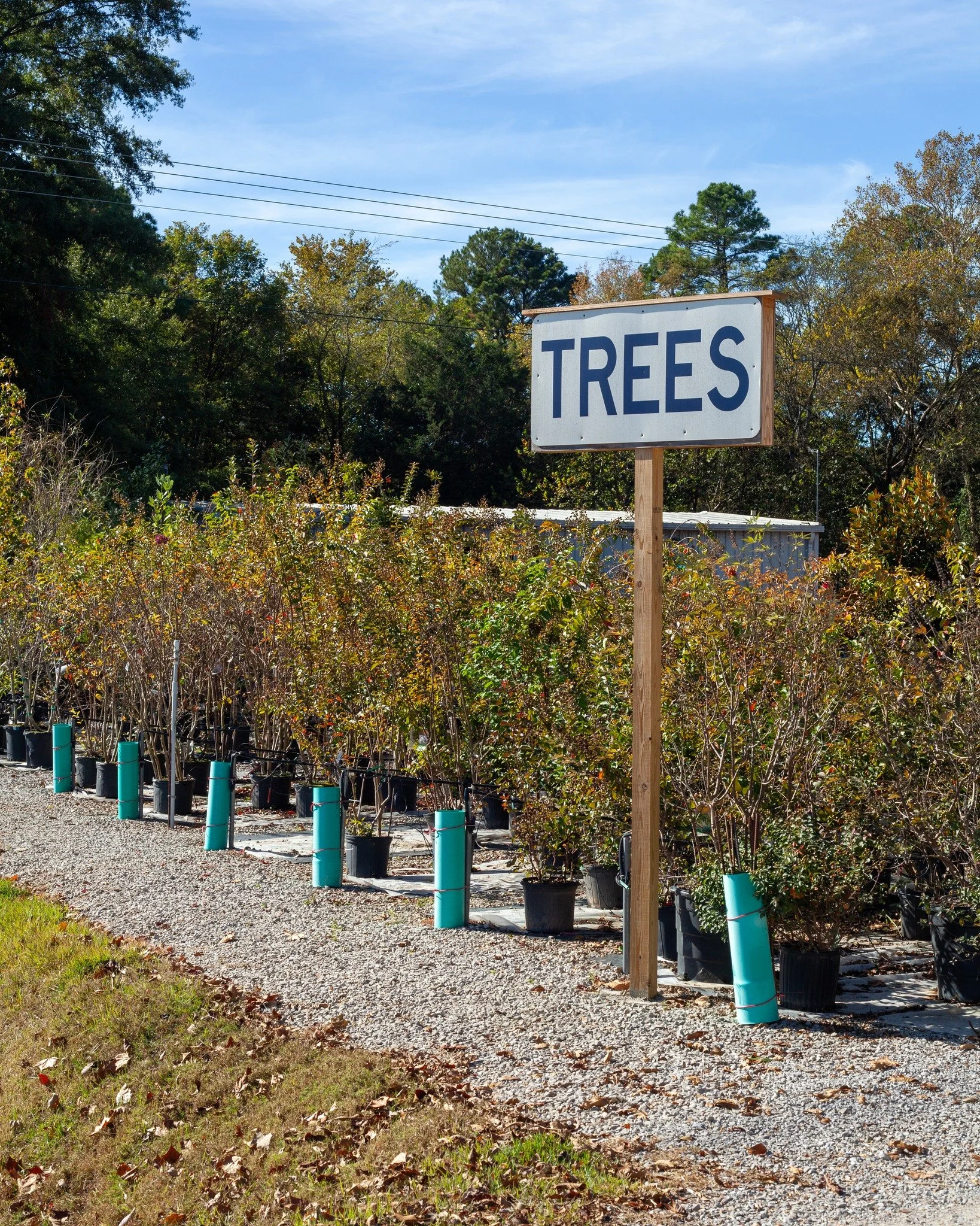 Our Fall Sale is November 1st! We are well stocked on trees. 
ALL trees, shrubs, groundcover, and perennials will be 40% off, and some will be marked down to the "orange dot" price and be very inexpensive. 
We've got trees from 5 gallon u