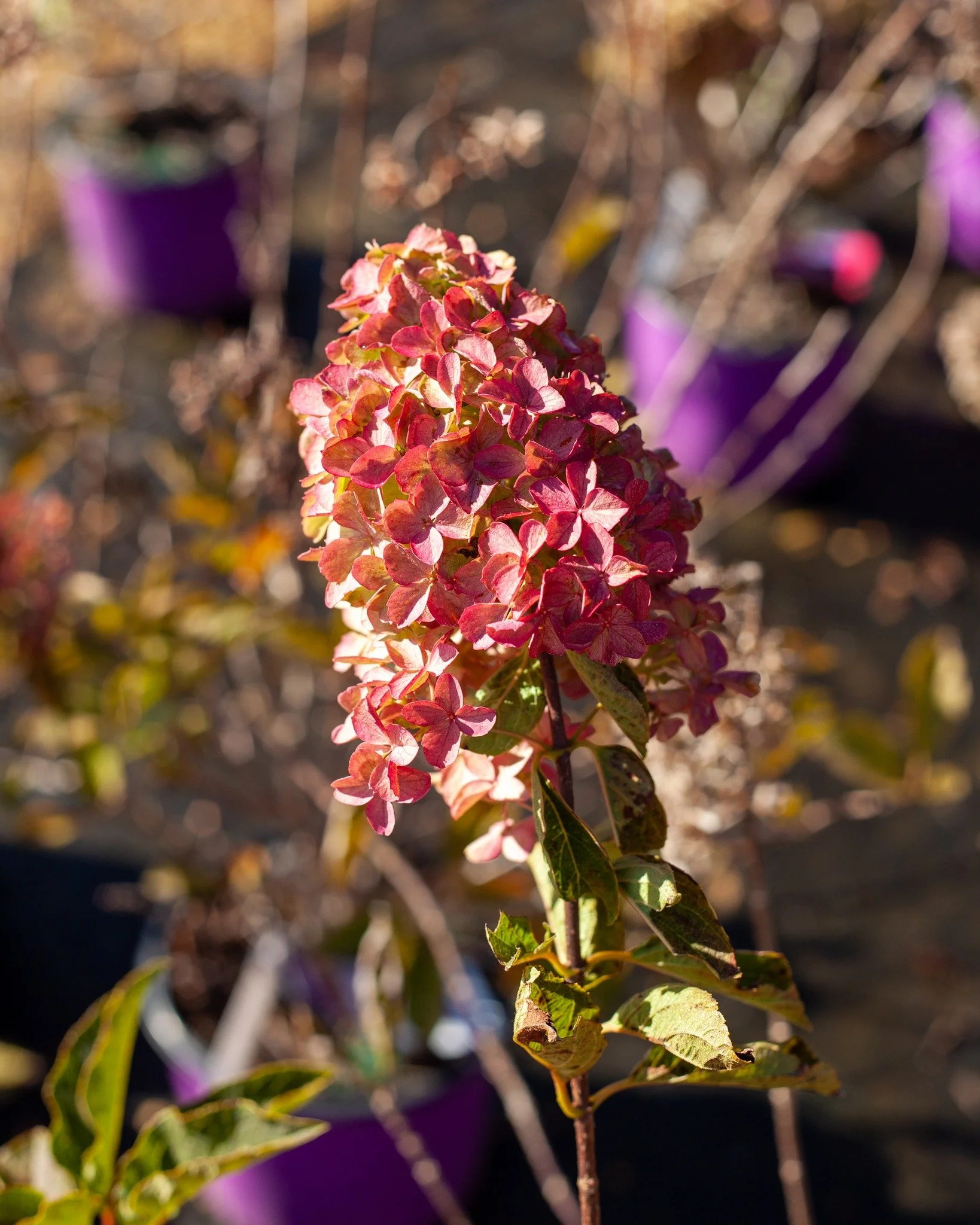Fall is the best time to plant outside! Our fall sale is on Nov 1st, and ALL shrubs, trees, groundcover, and perennials are 40% off, and we'll have other crazy low-priced plants. EVERY plant is on sale outside. It'll start at 7:30am. Come grab some p