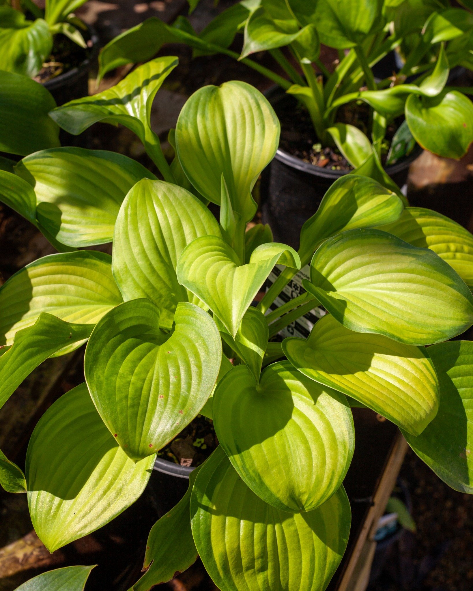 Fall is for planting! You have shady areas at your home? Check out our shade-loving plants at our fall sale on Nov 1st! 
ALL shrubs, trees, groundcover, and perennials are 40% off, and we'll have other crazy low-priced plants. EVERY plant is on sale