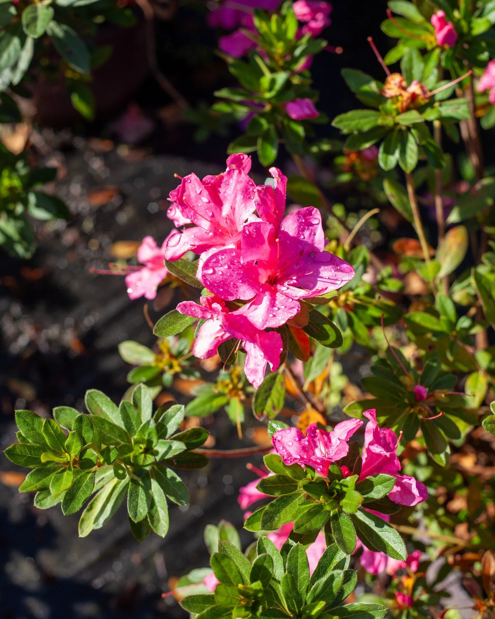 Our Fall Sale is Nov 1st, and it starts at 7:30am! If you want to enjoy Azalea blooms in spring when they start really showing out, now's the best time to plant them! We have a great selection - from the more sun-tolerant Encore Azaleas, tall-growing