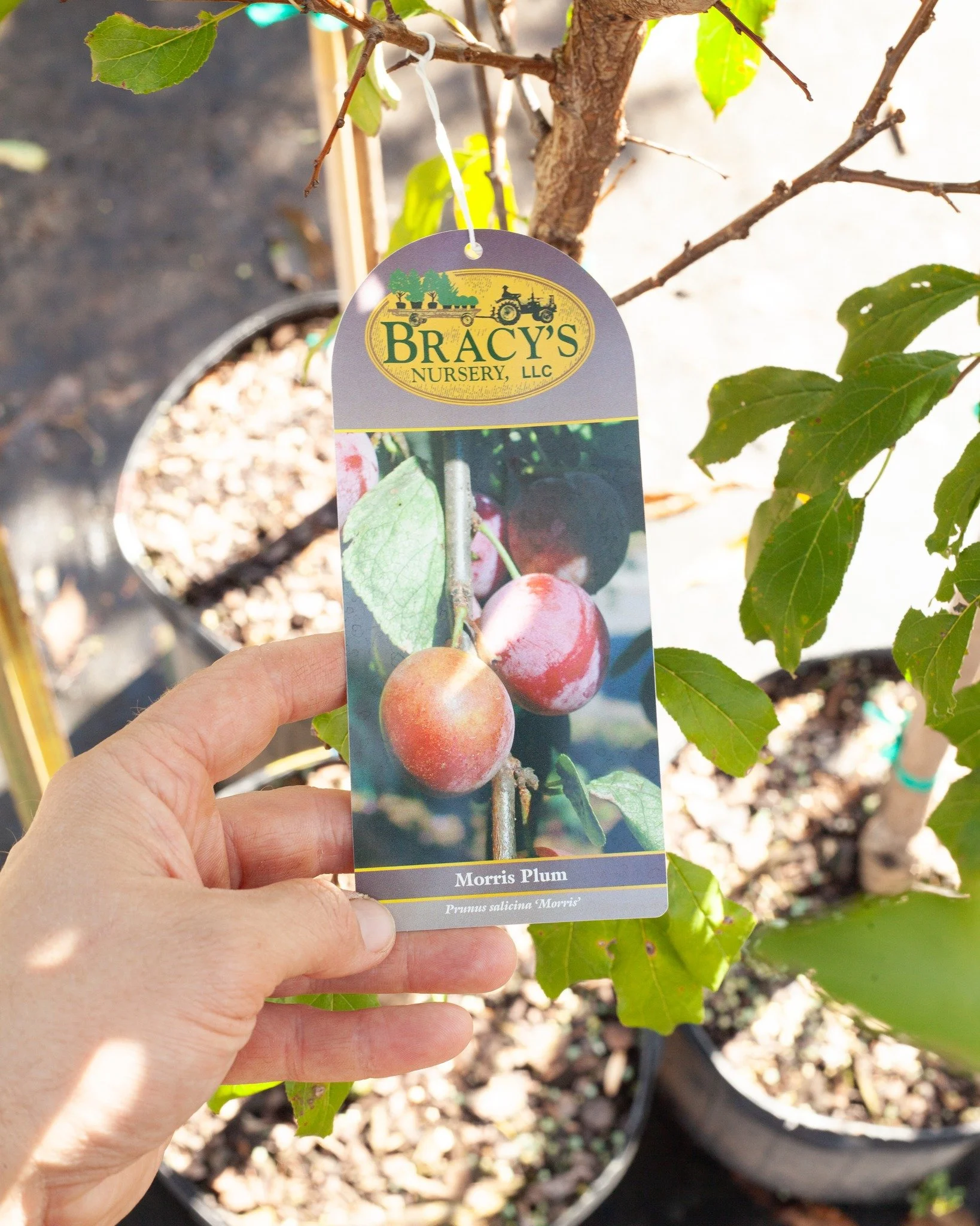 Fall is the best time to plant outside! We have a great selection of fruit trees, and they'll be on sale on Saturday, Nov 1st during our Fall Sale! We have apples, pears, peaches, plums, pecans, loquats, figs, and persimmon. 
ALL shrubs, trees, grou