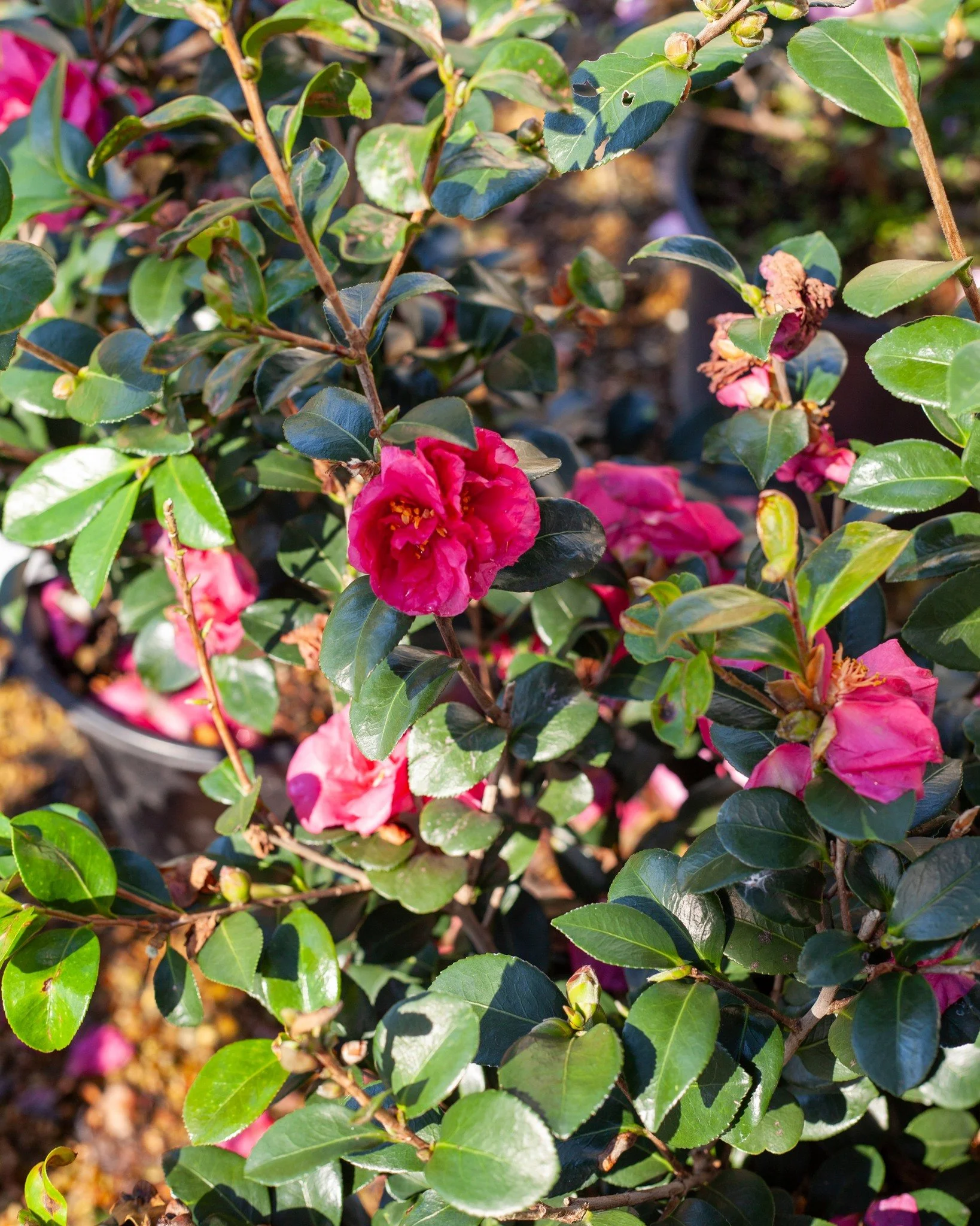Fall is for planting! Our fall sale is TOMORROW Nov 1st, and ALL shrubs, trees, groundcover, and perennials are 40% off, plus we'll have other crazy low-priced plants. EVERY plant is on sale outside. 

7:30 is the start time. Come by and shop with us
