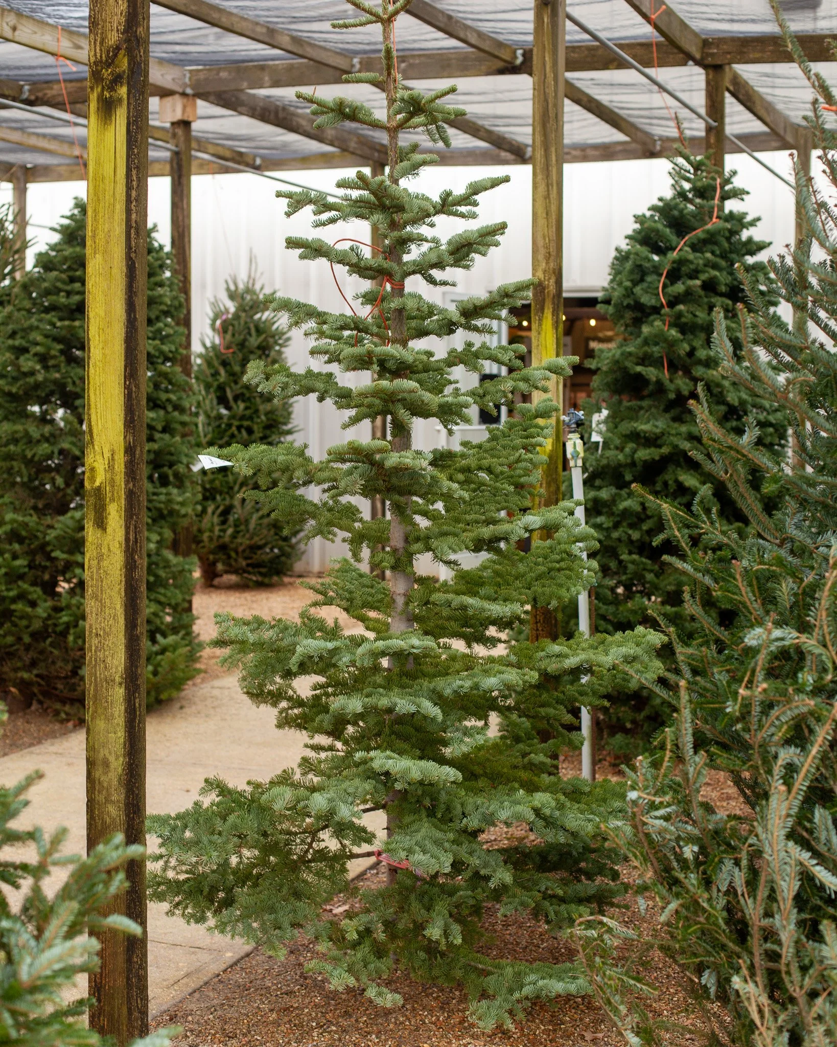 With Halloween behind us, some of us are setting our sites on the Thanksgiving and Christmas holidays! 

We love live Christmas trees here at Philips, and this year we are bringing the Silvertip Fir back! We'll also have Fraser Firs! Trees, garland, 