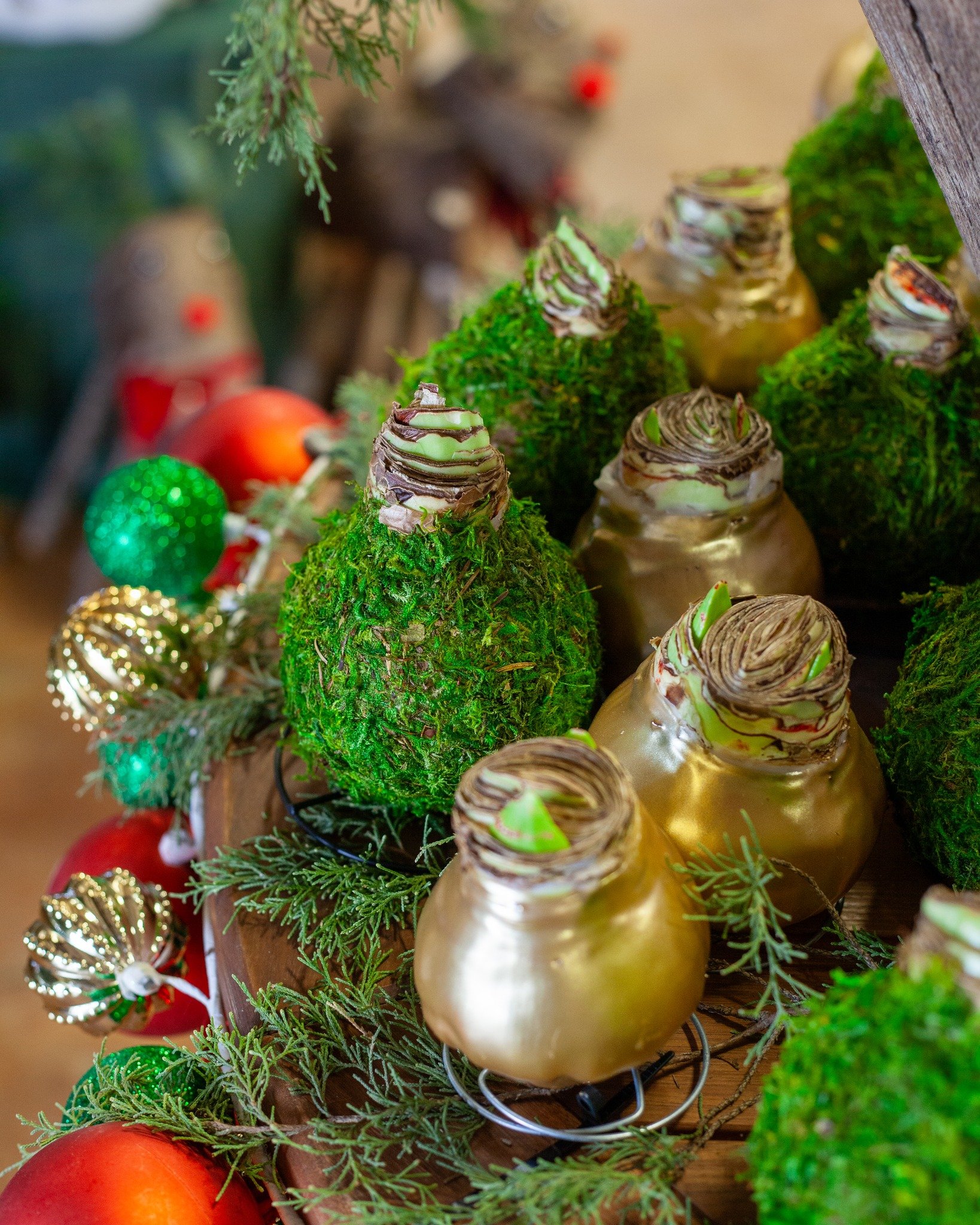 Waxed Amaryllis are here! They are so easy- no water needed!