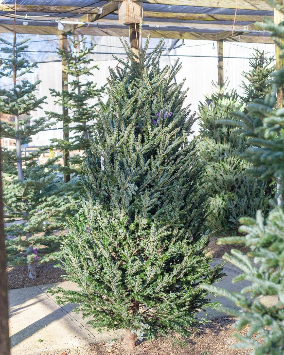 Come see us today or tomorrow now that Christmas season is finally upon us! We hope you all had a wonderful thanksgiving!