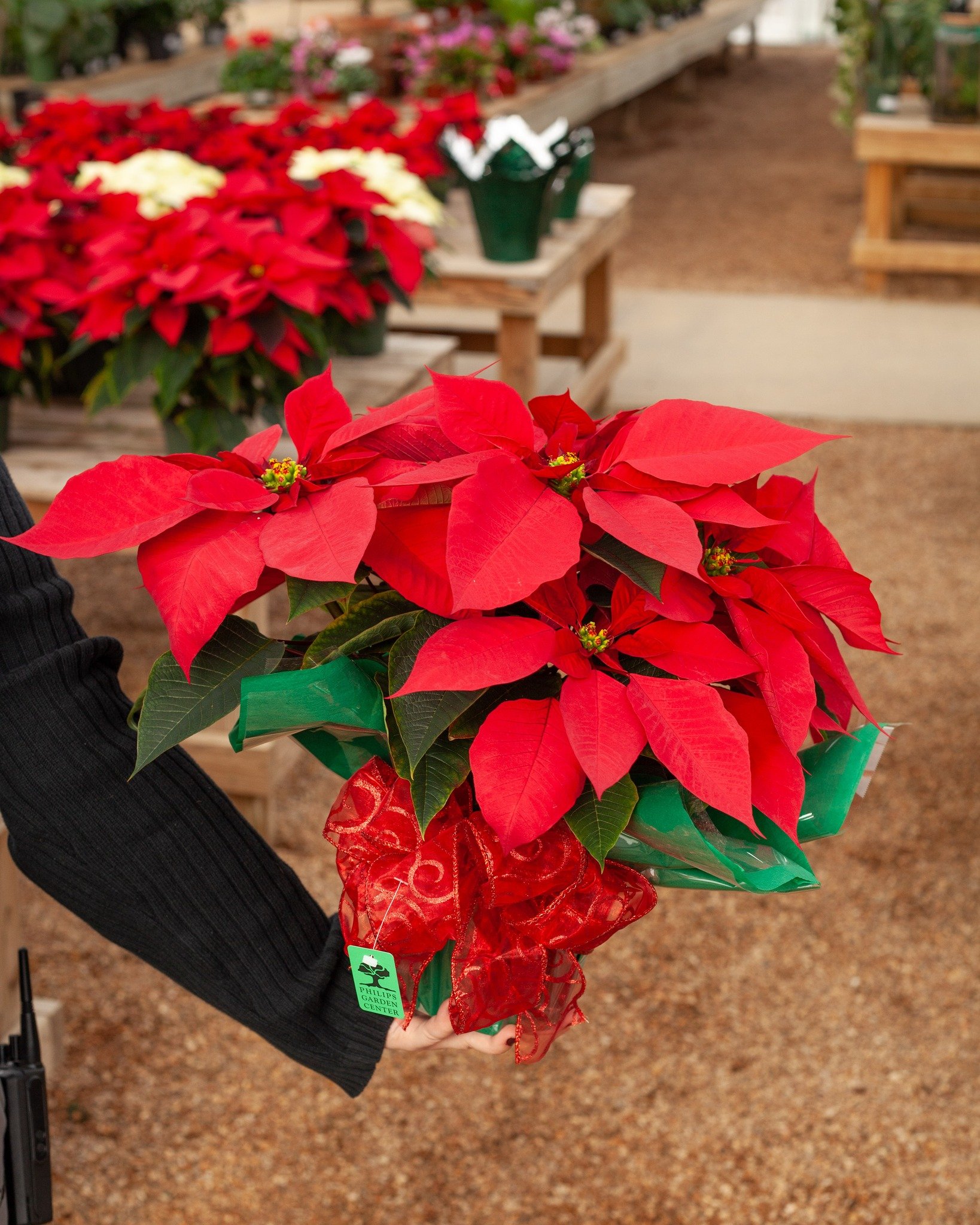 We love Poinsettias! They bring so much cheer and color into our homes. We try to have some awesome, interesting colors, and we keep them happy and pretty until they end up in your hands. Don't forget we offer wrapping AND deliver them in Tupelo with
