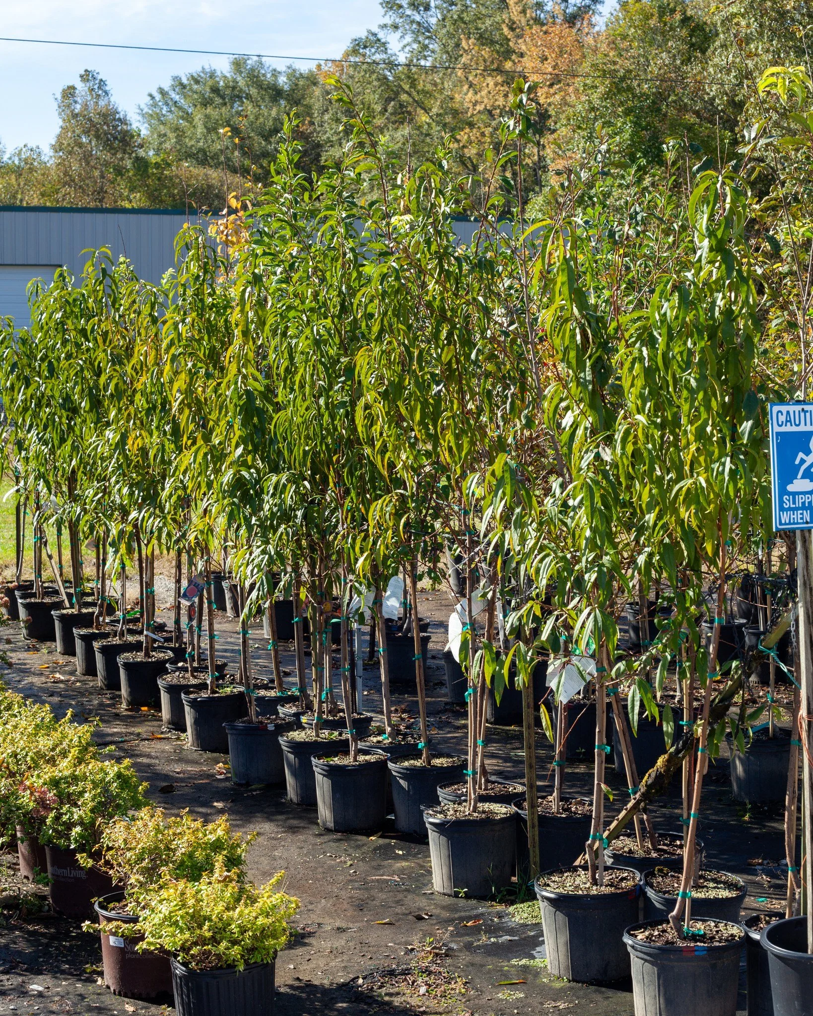 Time to plant your fruit trees! We have peaches, plums, apples, and pears! They're $39.99 each. Plus we have Pecans, Blueberries, blackberries, figs, and muscadines!