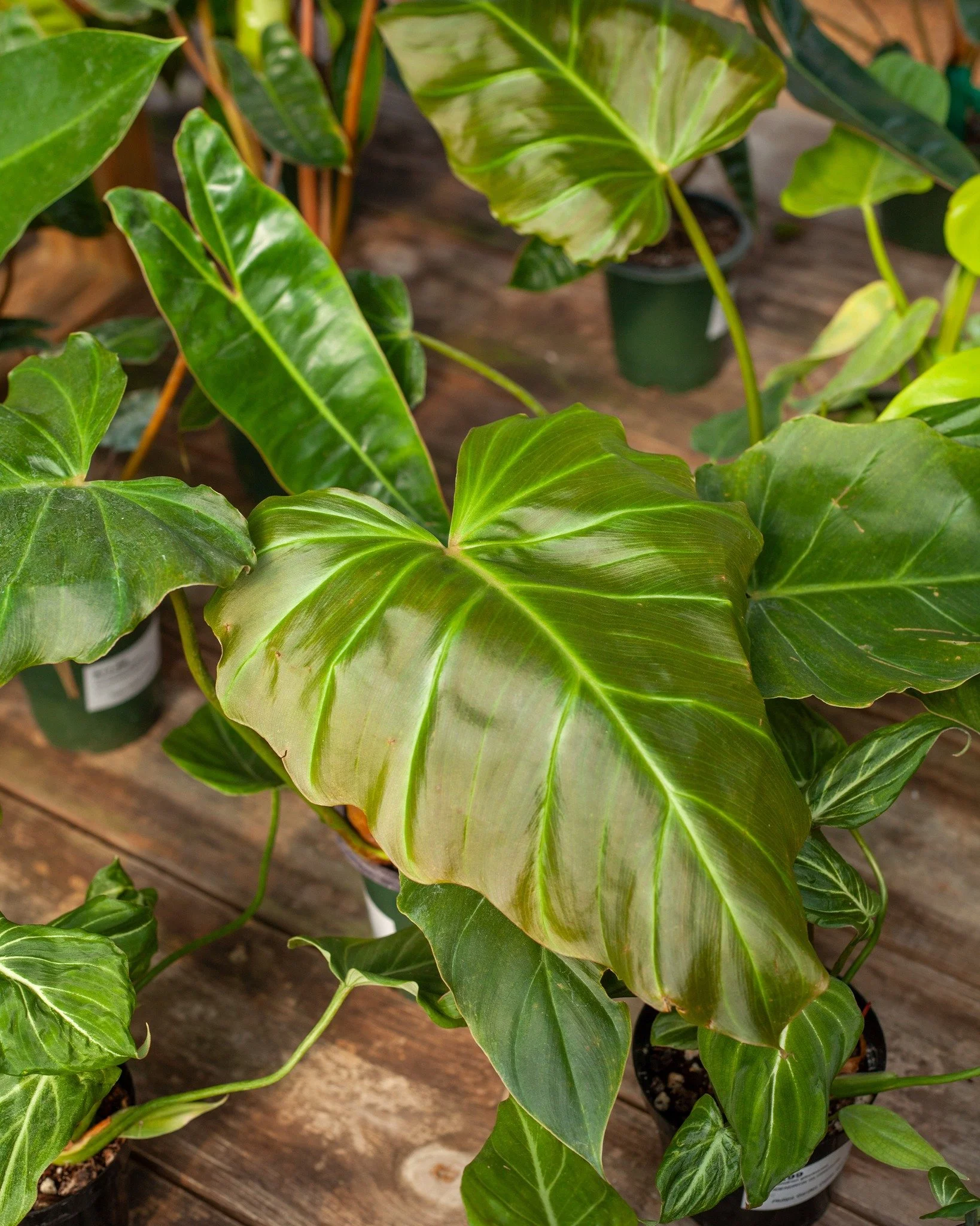 1. Philodendron corsinianum
2. Syngonium - Arrowhead plants
3. Various Calathea
4. Strings!
5. Pothos 'N'Joy'
6. A happy greenhouse!
