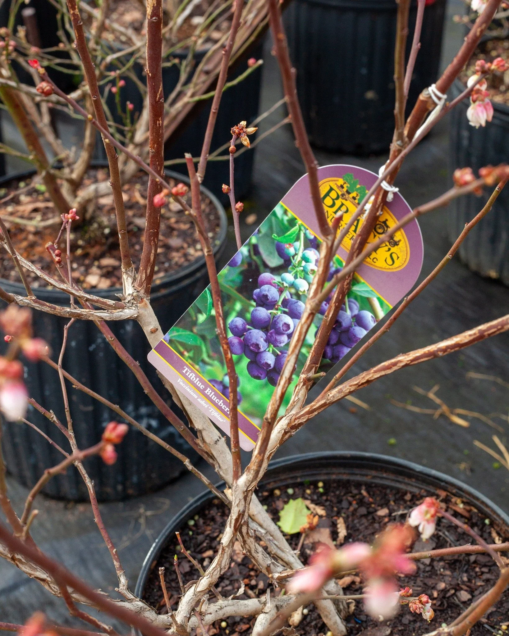 Blueberry planting time! A lot of these are budded and ready!