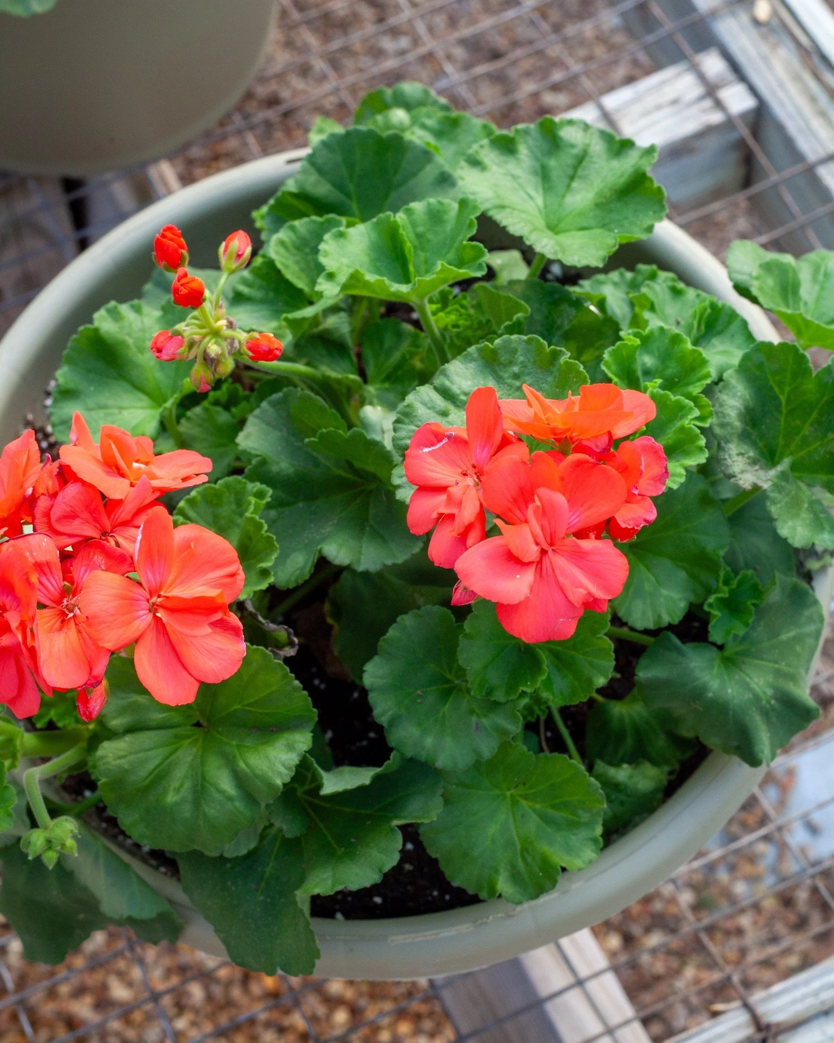 Some early spring stuff is here to welcome this warm weather! For you early spring gardeners, we have a few Geranium pots, Asparagus ferns, and a variety of Angel Trumpets!