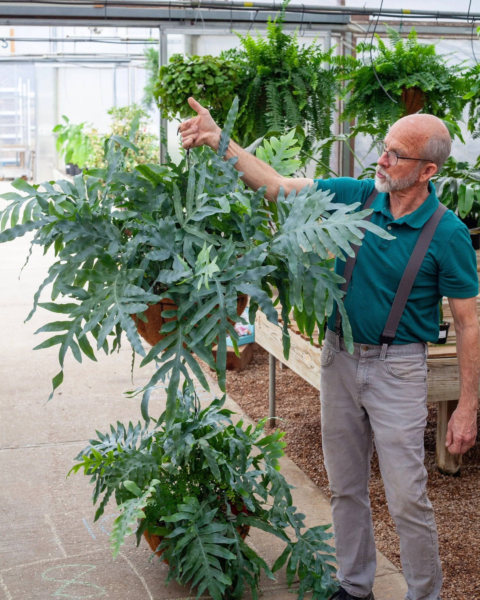 These Blue Star Ferns are 😍