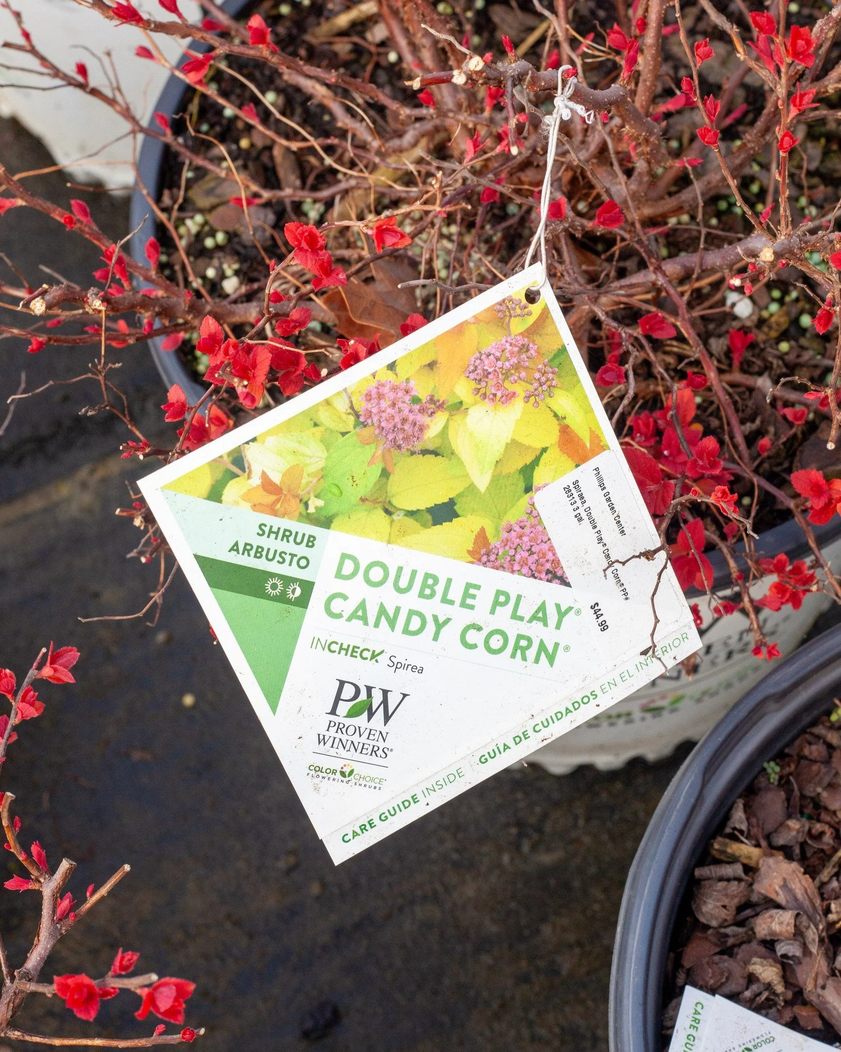 Look at the emerging leaf spring color on these Double Play Candy Corn Spirea!