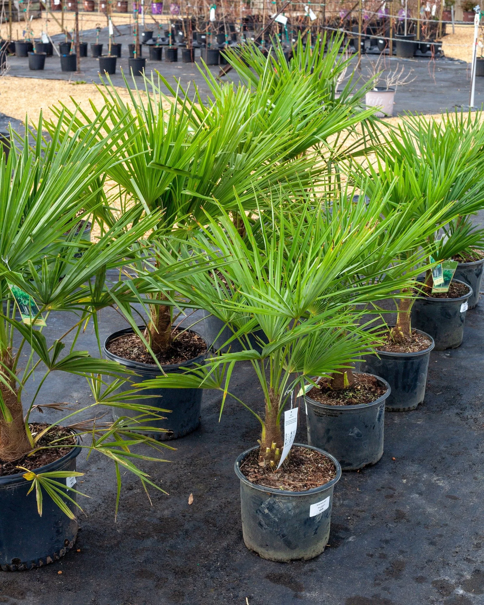 Need that tropical look in spring? Windmill Palm might be it!
