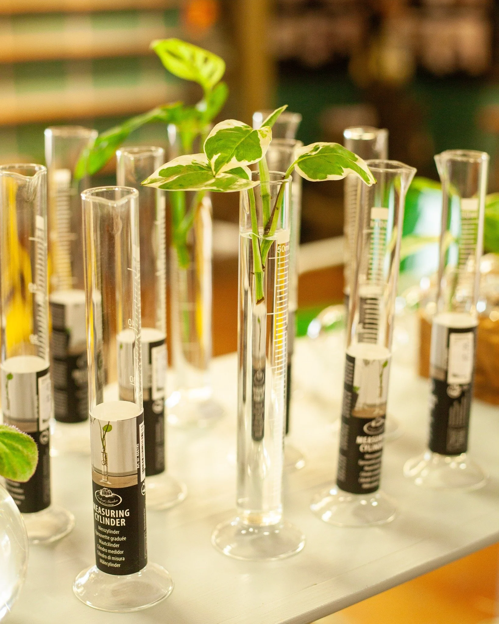 We love water propogating around here!