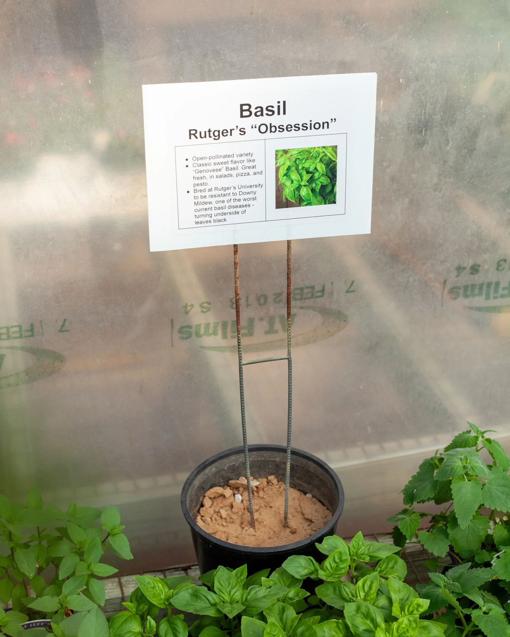 We're growing a new variety of Basil this year. It's called Rutger's Obsession! It was developed at Rutgers University to be resistant to Downy Mildew, a fungal disease that is decimating Basil crops all across the US. This can help you get a longer,