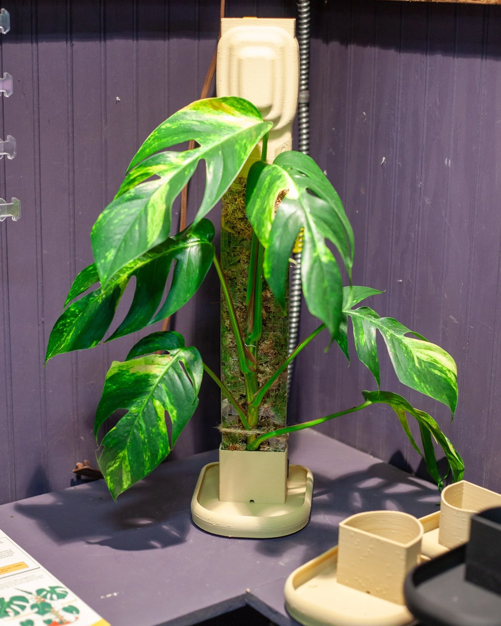 These Rousseau Plant Care Moss Pole bases and drippers are so neat. They'll stand up on their own or can be hung on a wall! Great for Aroids and climbing houseplants. 

Pictured: Epipremnum pinnatum 'Yellow Flame'