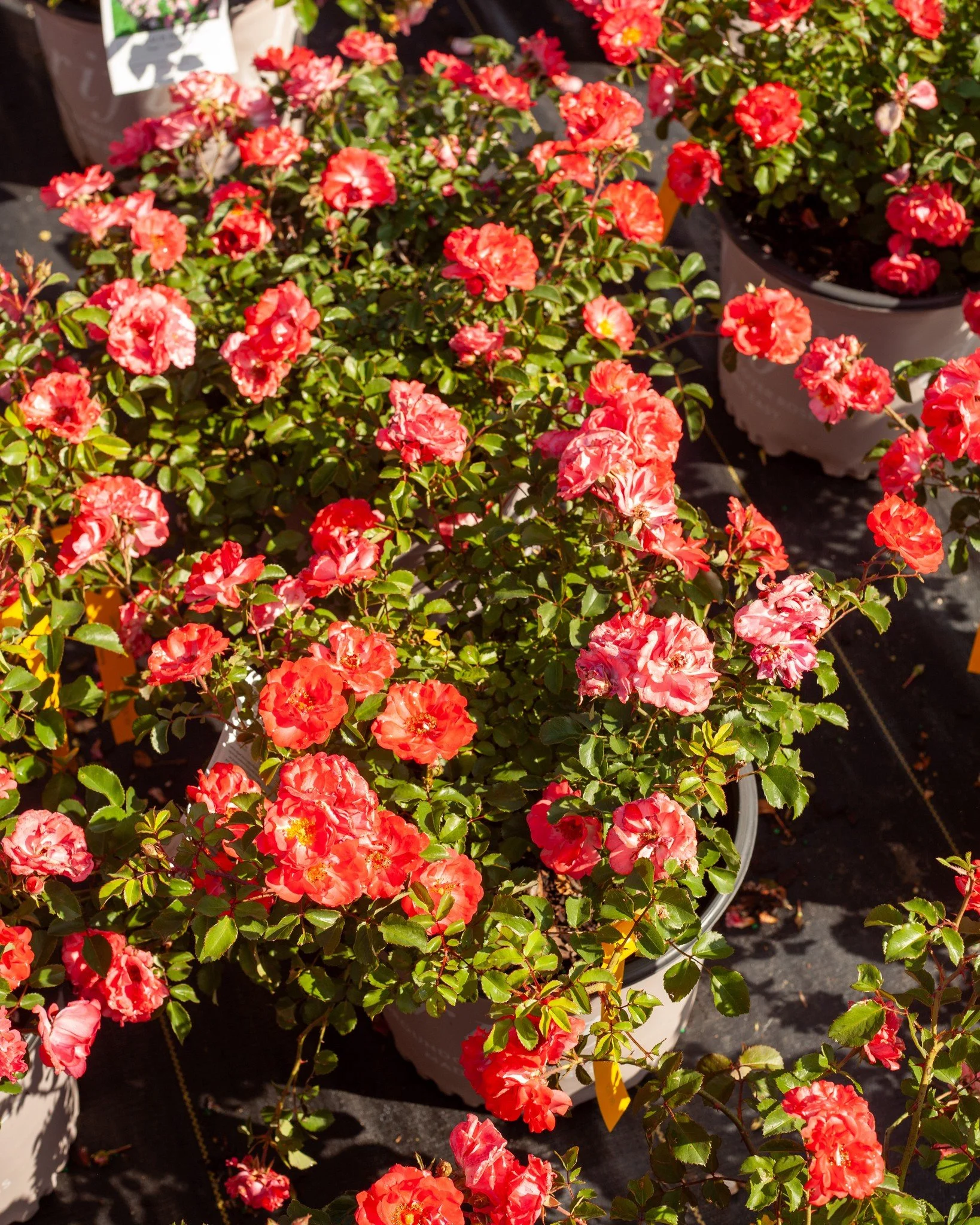 The Roses are looking awesome around here!