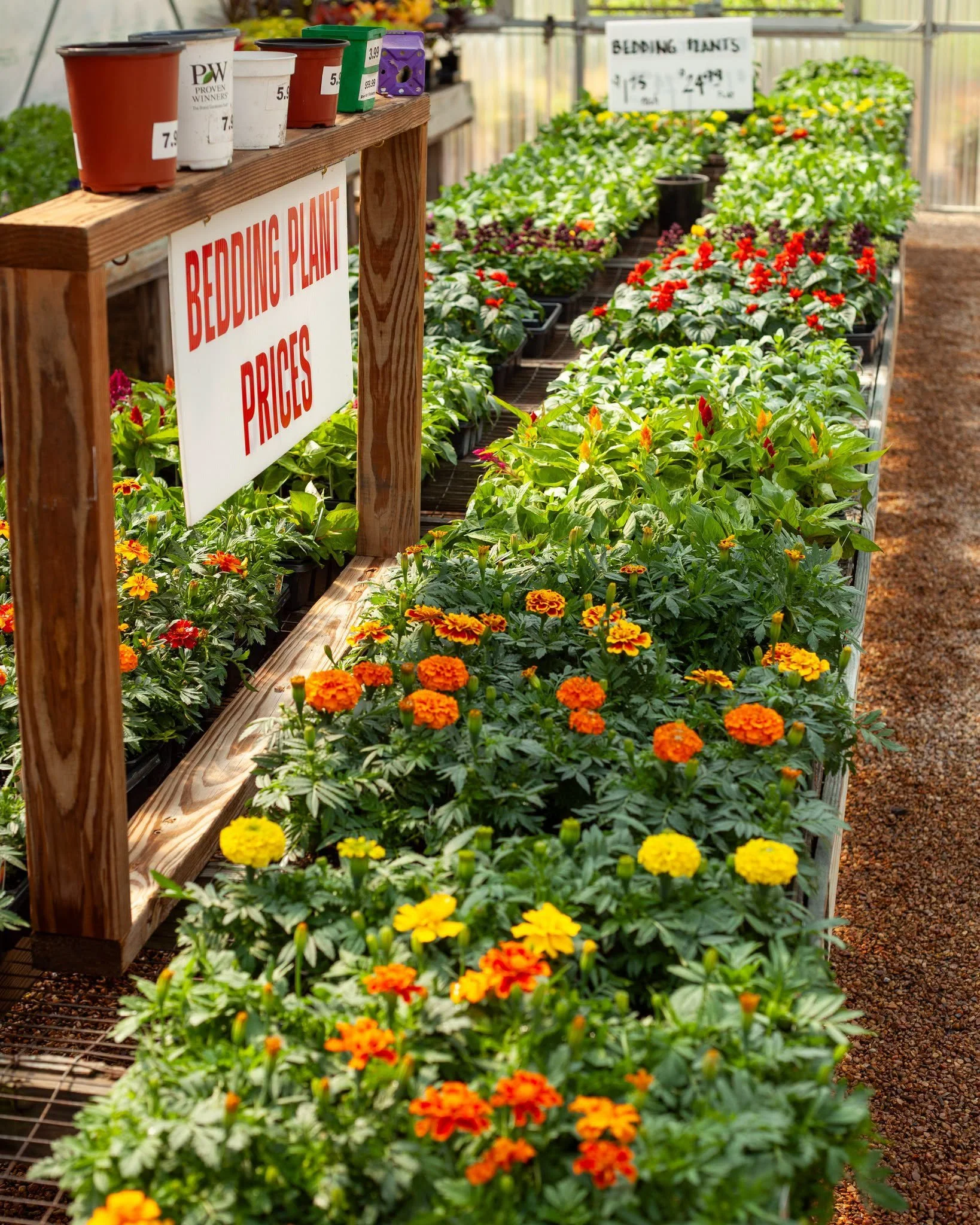 Blooming everywhere!