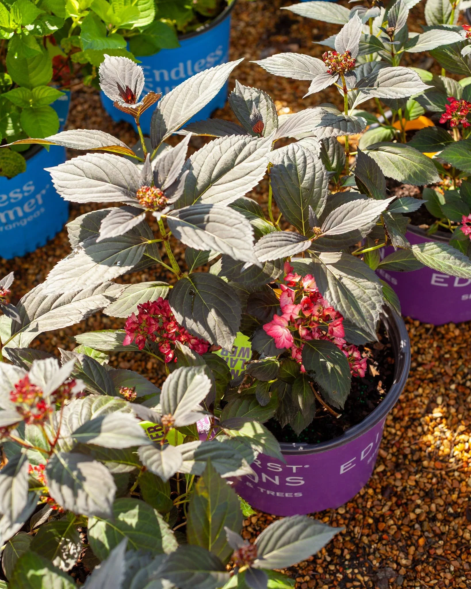 Shade Hydrangeas 🥰