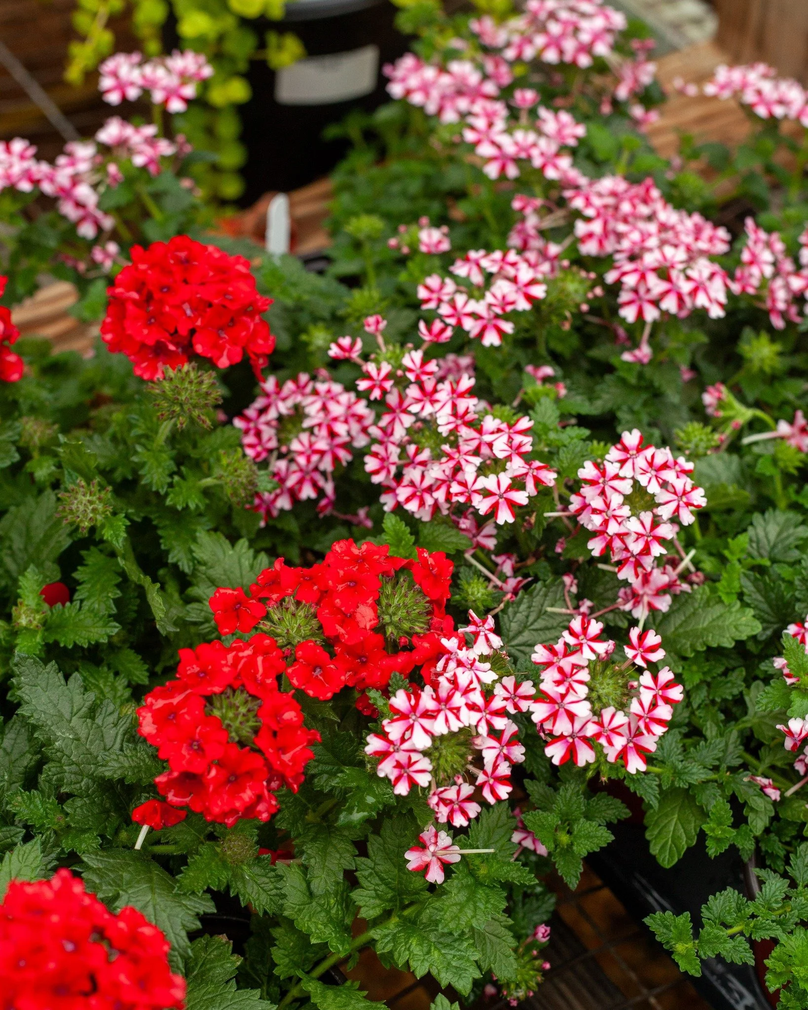 Just a little peak at some of the pretty annual flowers in the greenhouse. Annuals are so important because they'll bloom all summer long!
