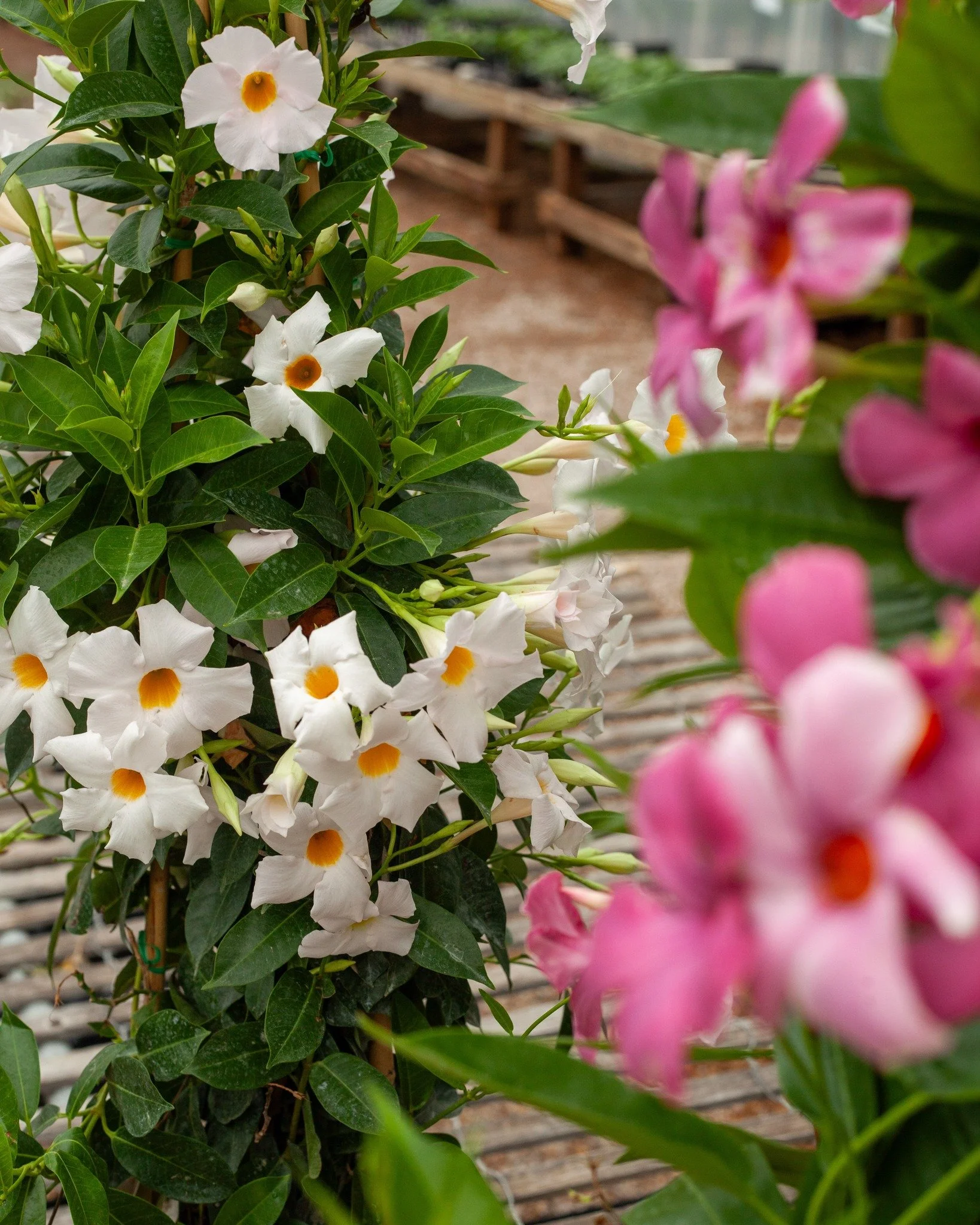 Wow! Look at these Hibiscus and other tropical plants! Color, color, and more color!