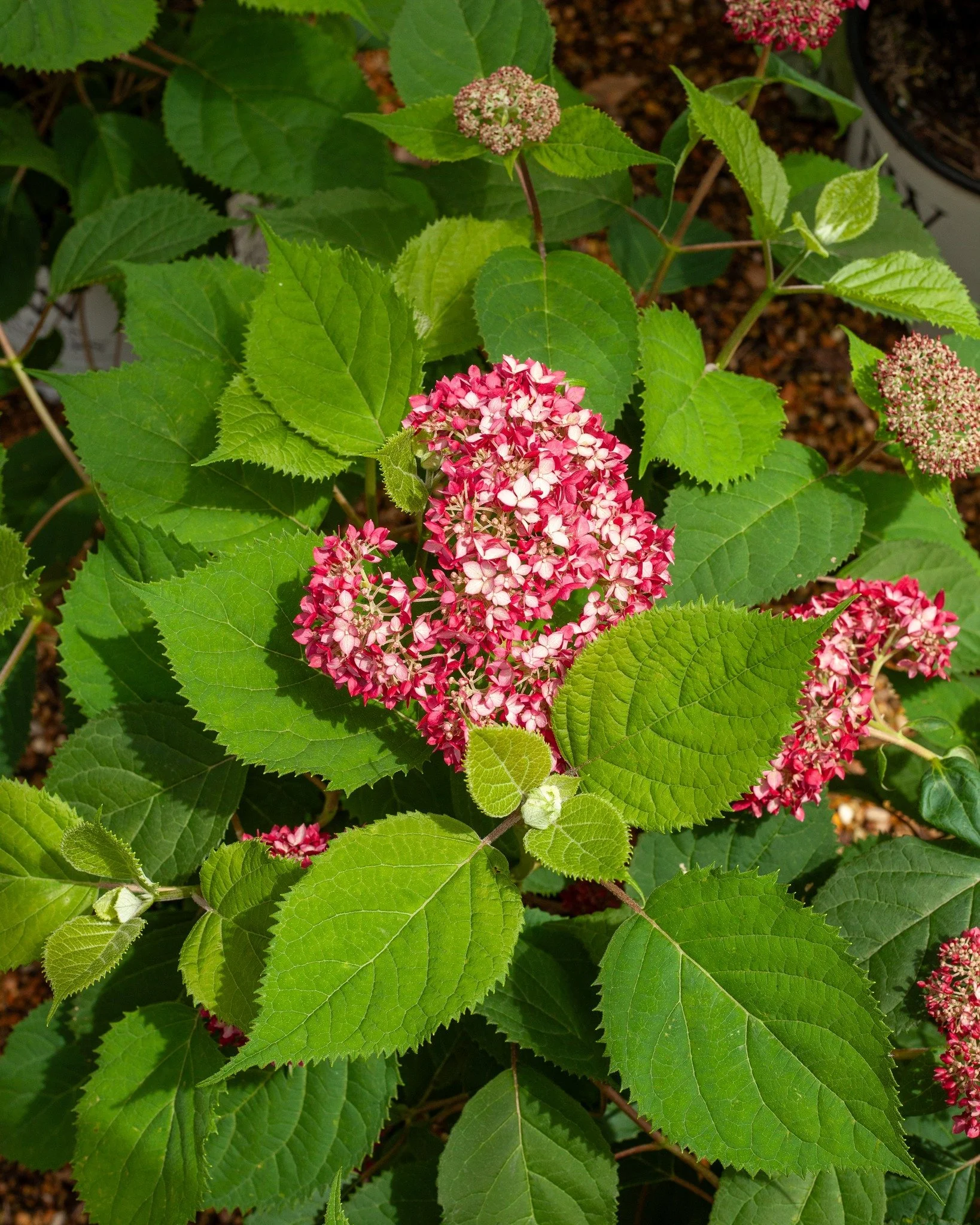 Check out these cultivars of the North American native Hydrangea arborescens or "Smooth Hydrangea." These improved "Annabelle" Hydrangeas are excellent for part-sun in our area here in North MS.