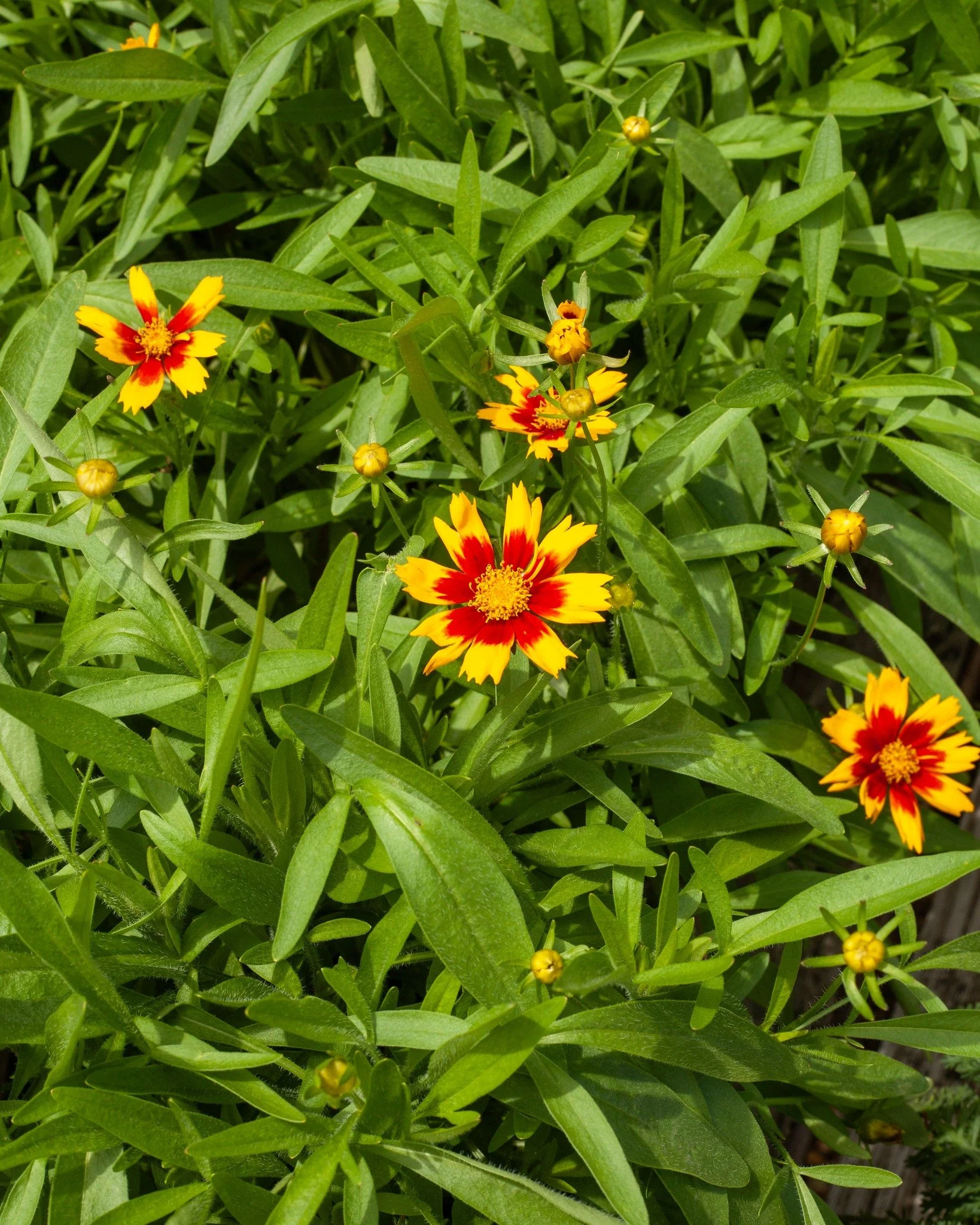 Perennials 🥰