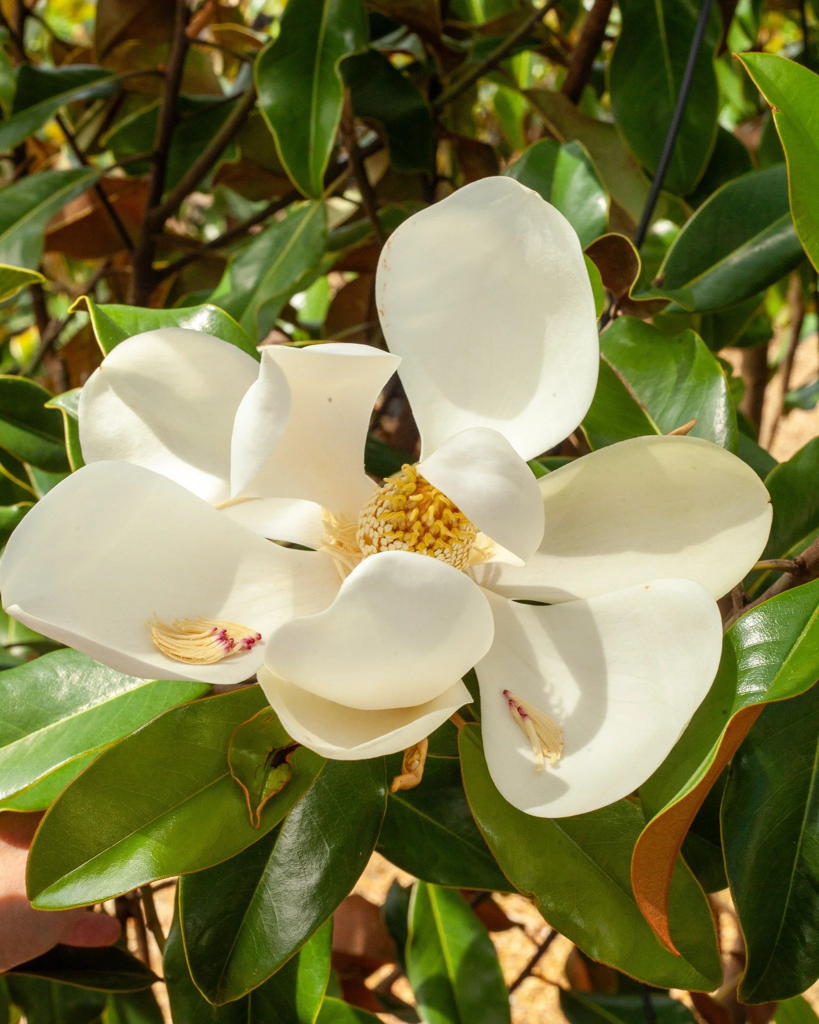 Magnolias are starting to bloom in town, and we've got a bunch!