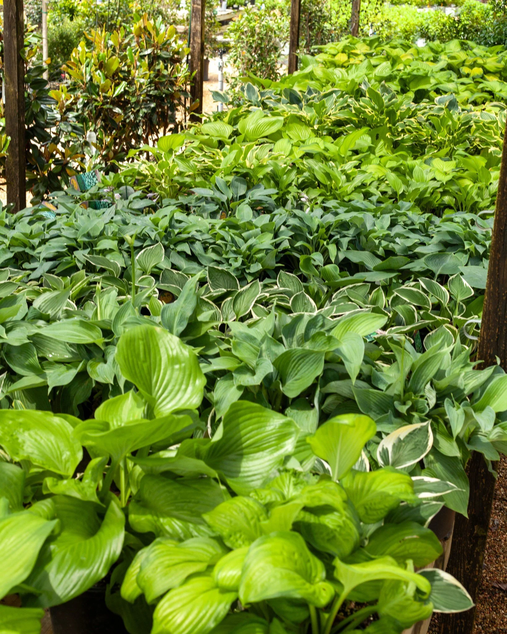 Hosta - what a luscious shade plant!