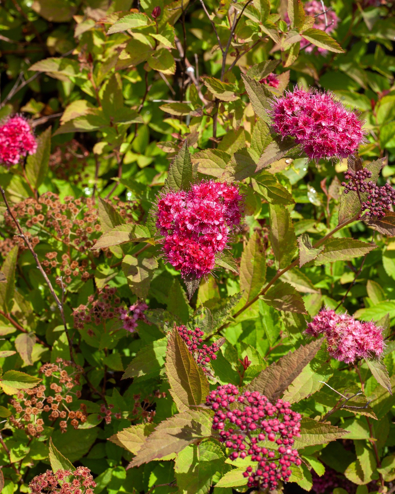 Does your mom like spring color? The dainty blooms on Spirea are gorgeous!