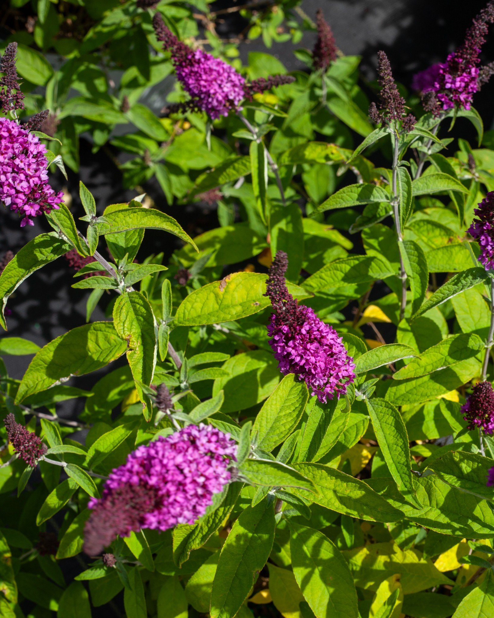 Butterfly Bushes! 🦋