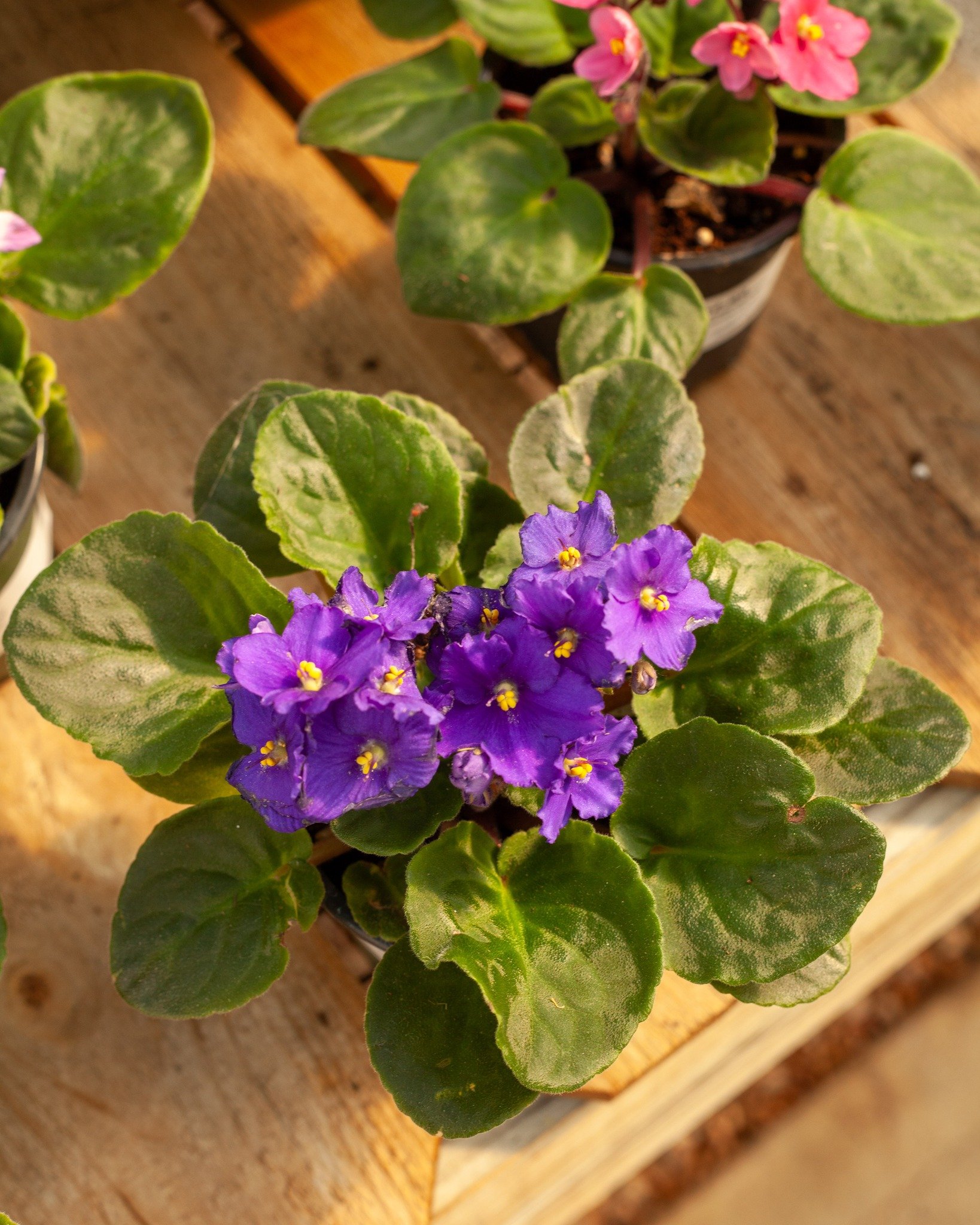 We have a fresh load of new African Violets for mom!