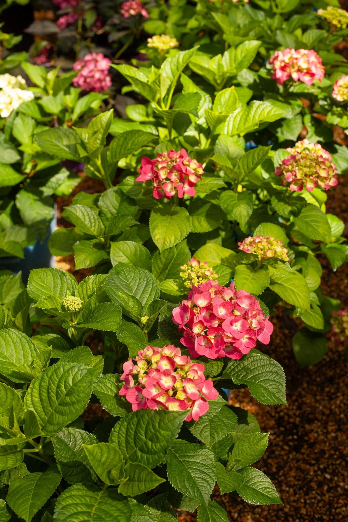 Hydrangeas everywhere!